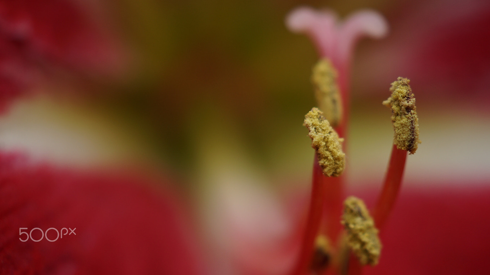 Sony SLT-A58 + Sony DT 30mm F2.8 Macro SAM sample photo. Garden house photography