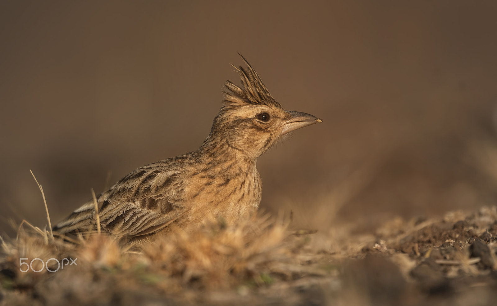 Nikon D750 + Nikon AF-S Nikkor 500mm F4G ED VR sample photo. Sykes's lark photography