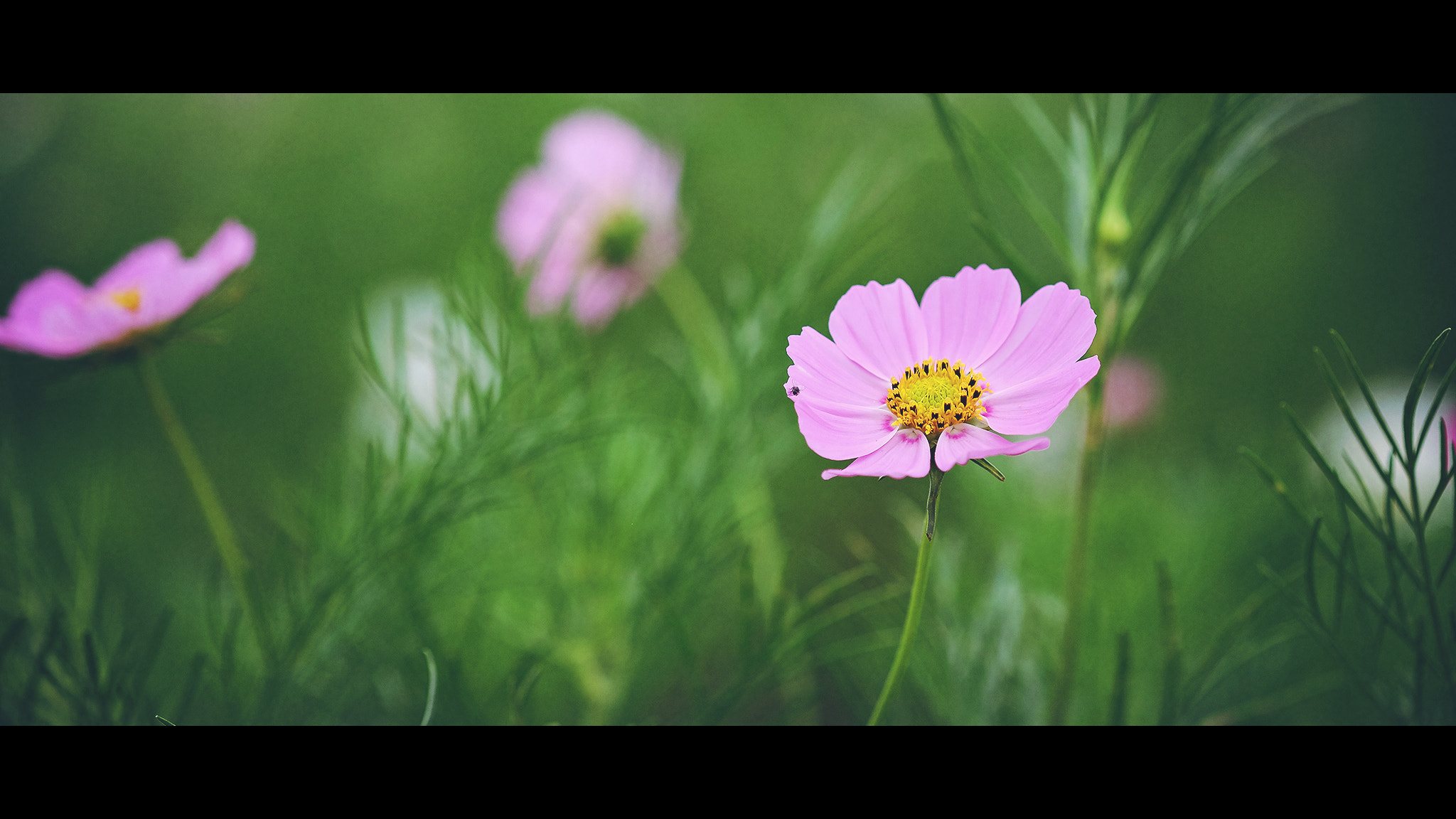 Fujifilm X-M1 + Fujifilm XF 60mm F2.4 R Macro sample photo. Cosmos photography