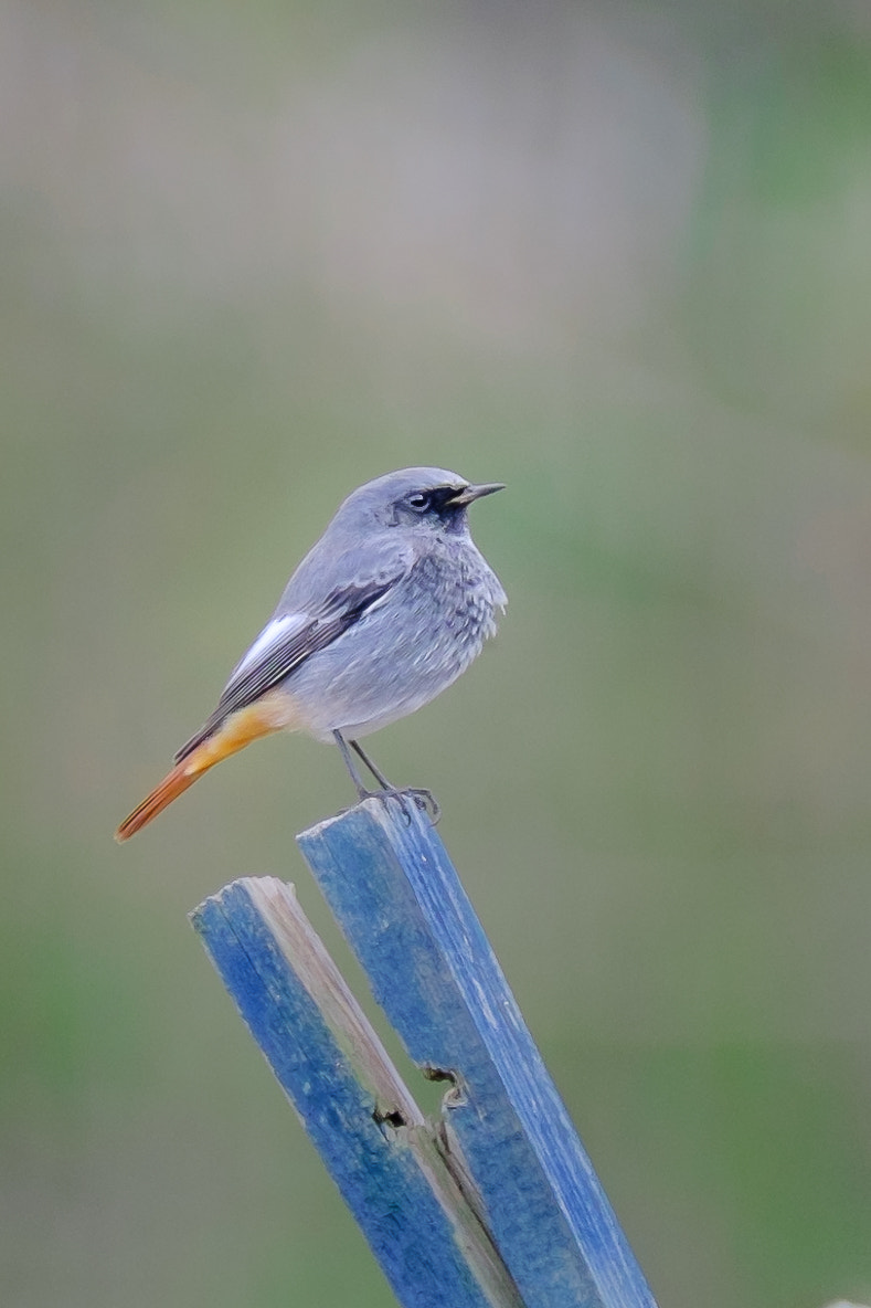 Fujifilm XF 100-400mm F4.5-5.6 R LM OIS WR sample photo. A redstart photography