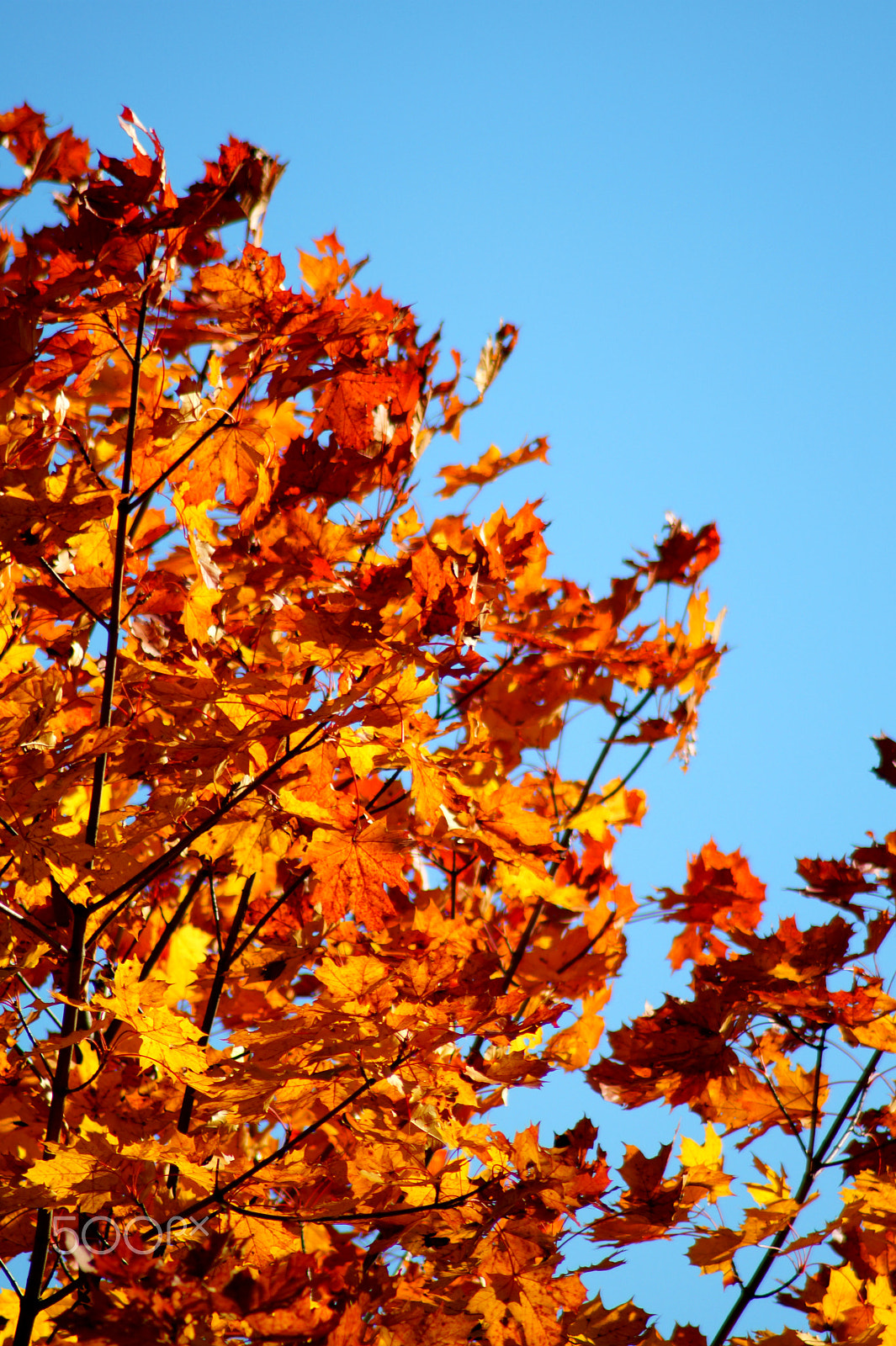 Tamron Lens (255) sample photo. Fall leaves photography