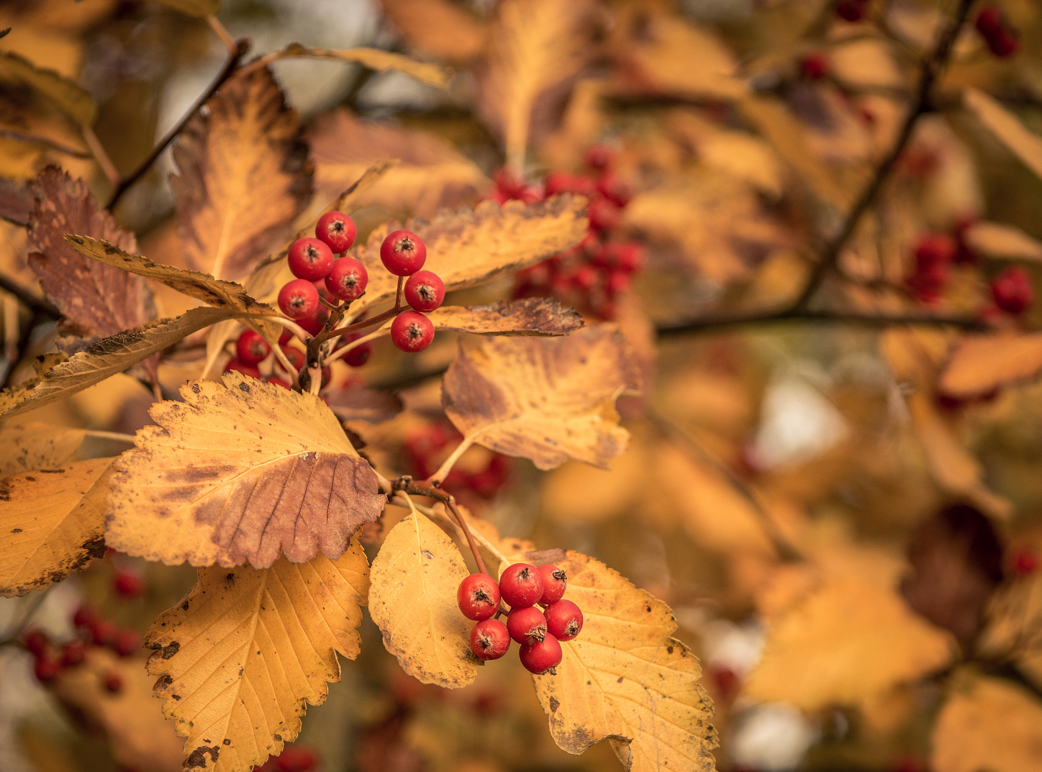 Olympus OM-D E-M10 + Sigma 60mm F2.8 DN Art sample photo. Autumn time is come photography