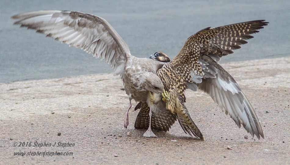 Canon EF 70-200mm F2.8L USM sample photo. "fight for survival" photography