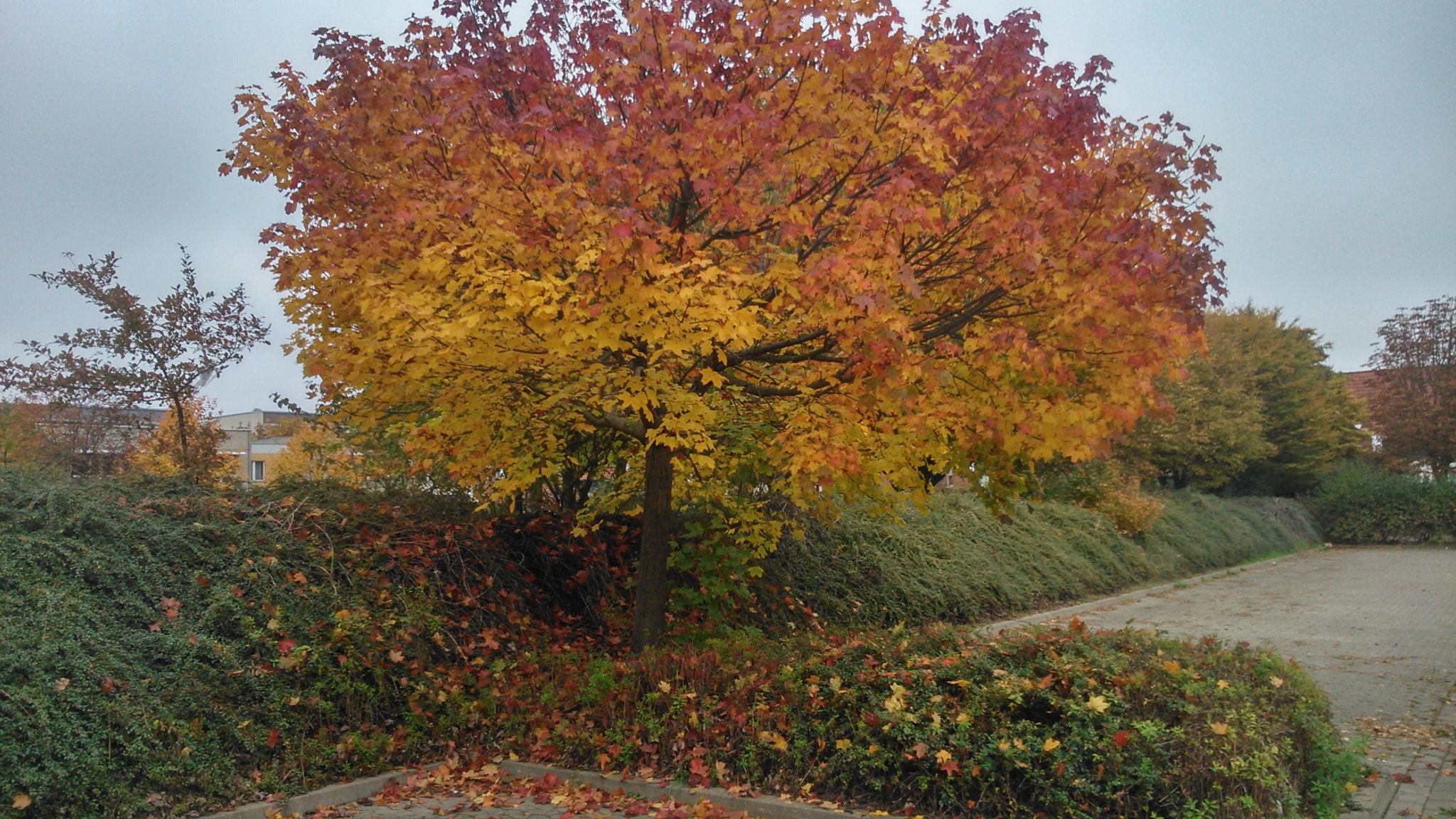 Sony Xperia L sample photo. Autumn 2 photography
