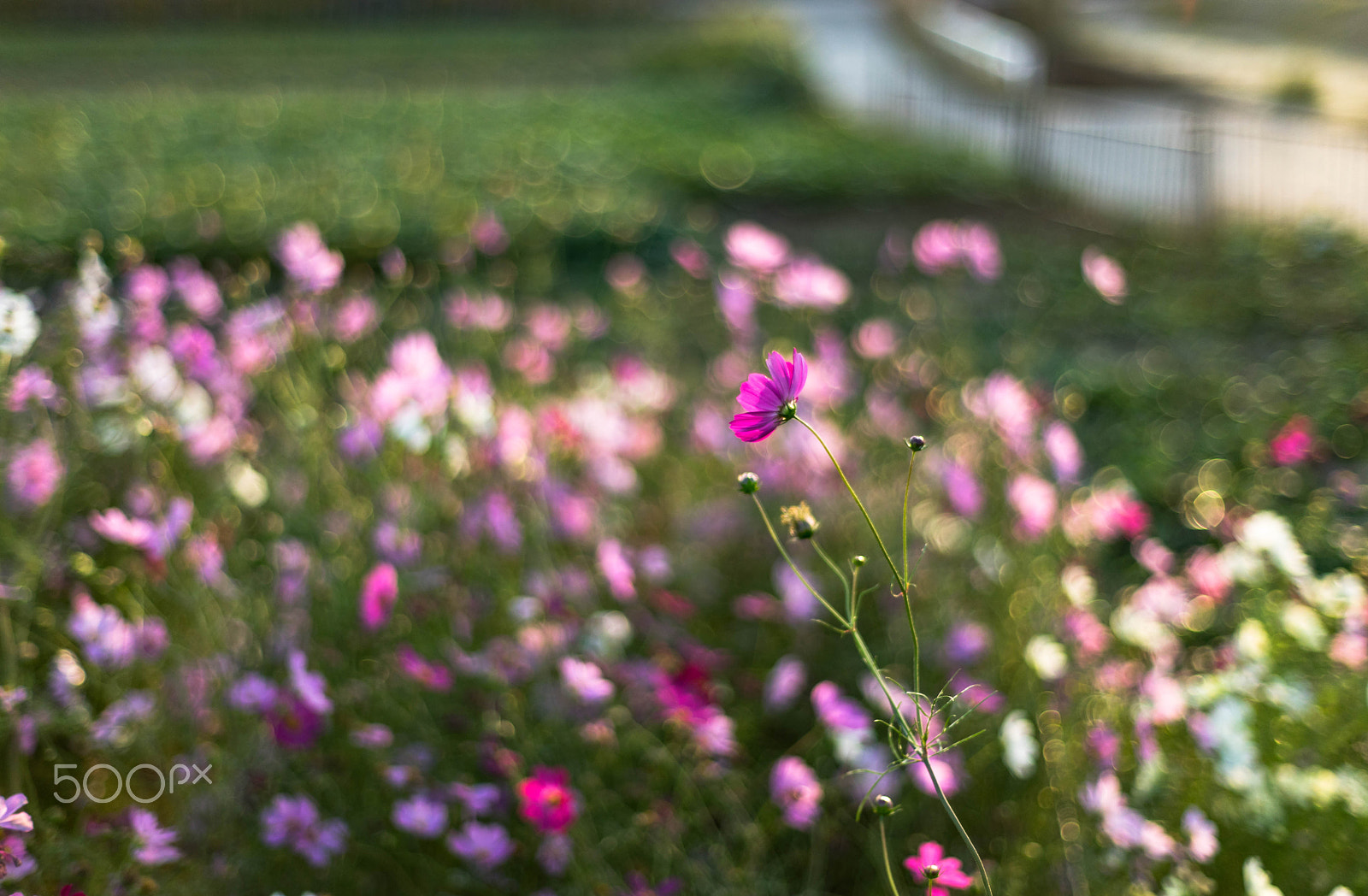 ZEISS Planar T* 50mm F1.4 sample photo. Pink cosmos photography