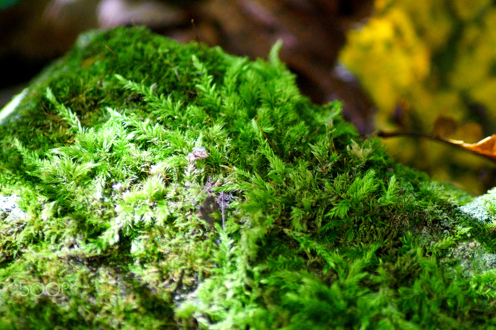 Sony SLT-A58 + Tamron Lens (255) sample photo. Moss #2 photography