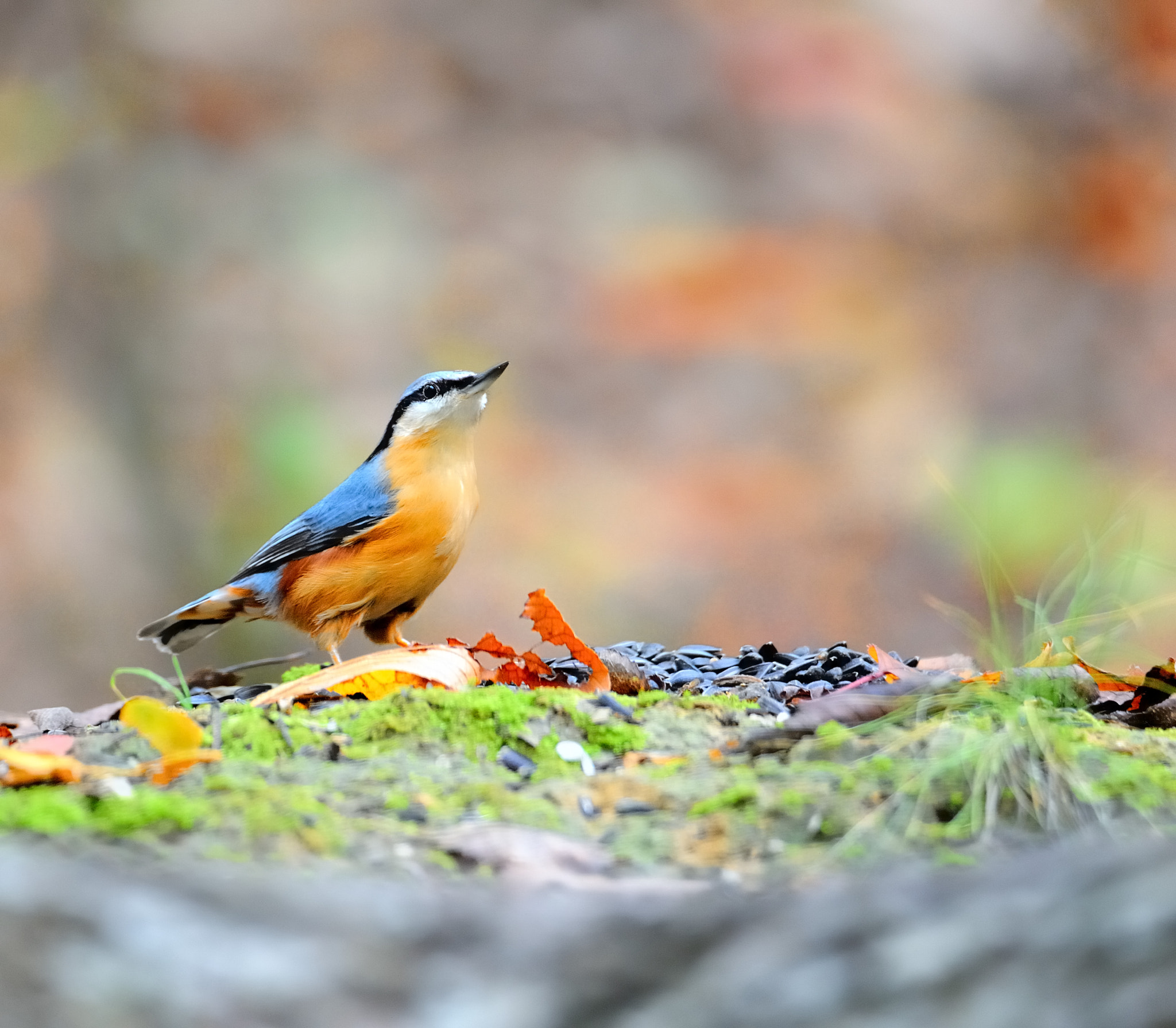 Nikon D700 + Tamron SP 150-600mm F5-6.3 Di VC USD sample photo. Nuthatch

 photography