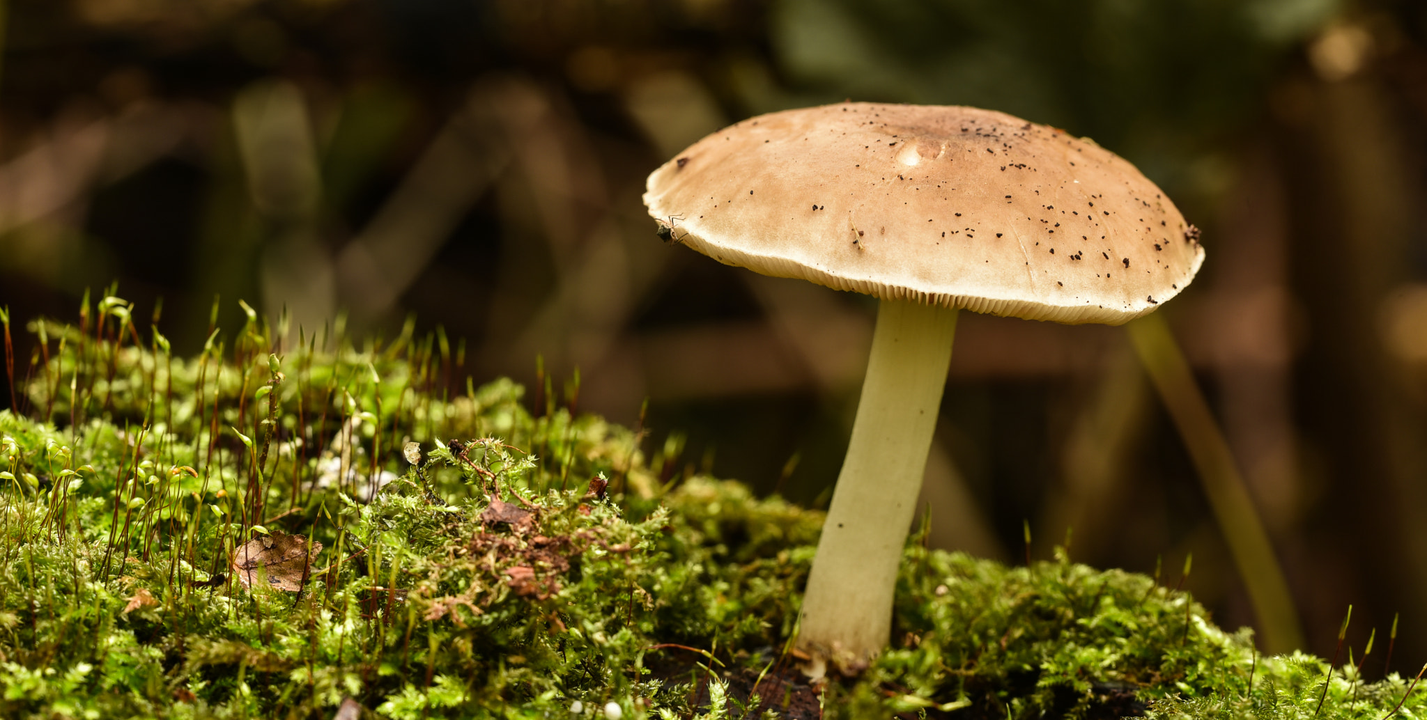 Sigma 150mm F2.8 EX DG OS Macro HSM sample photo. Mushroom in diepenbeek photography