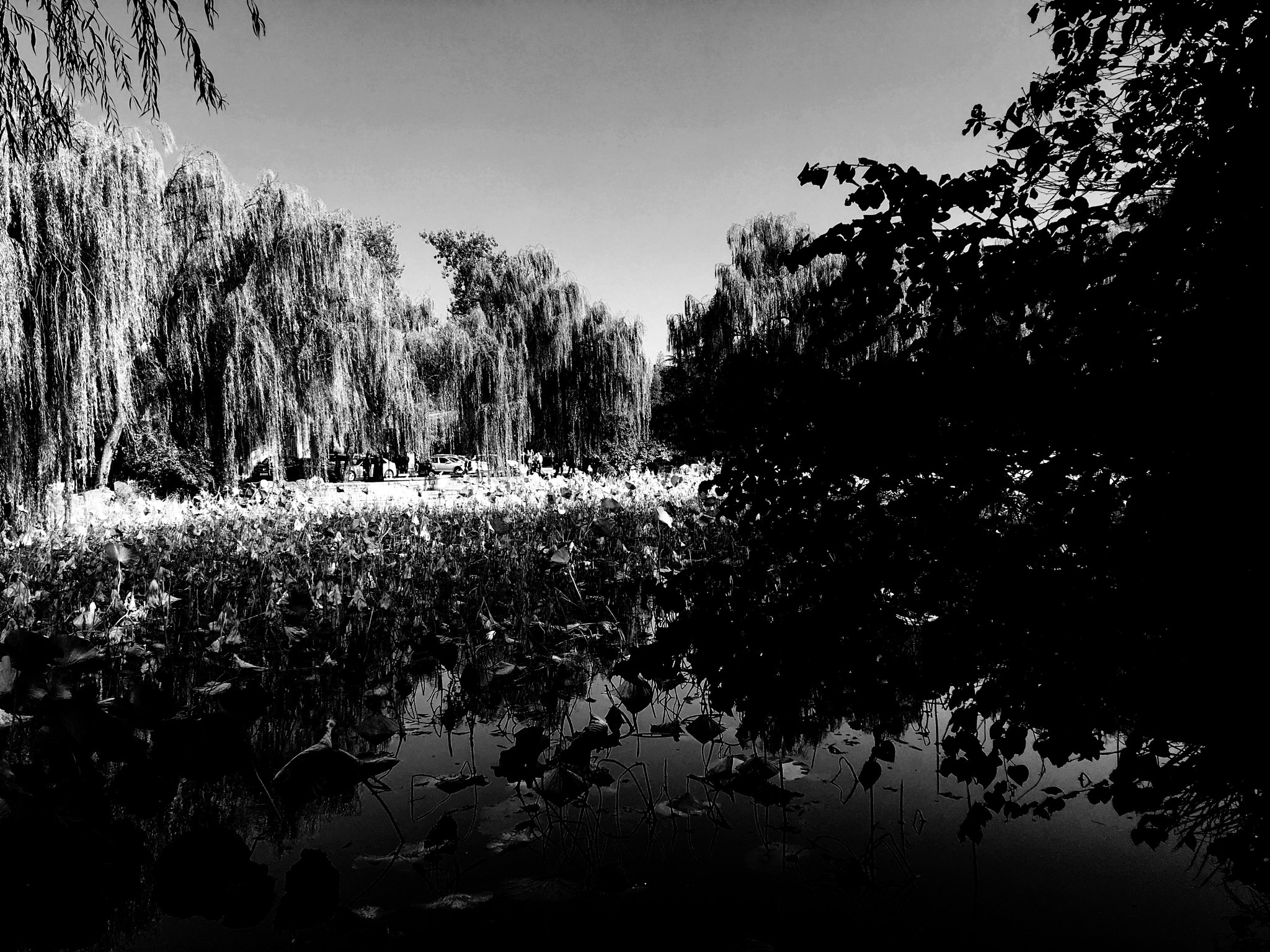 Blackie Camera sample photo