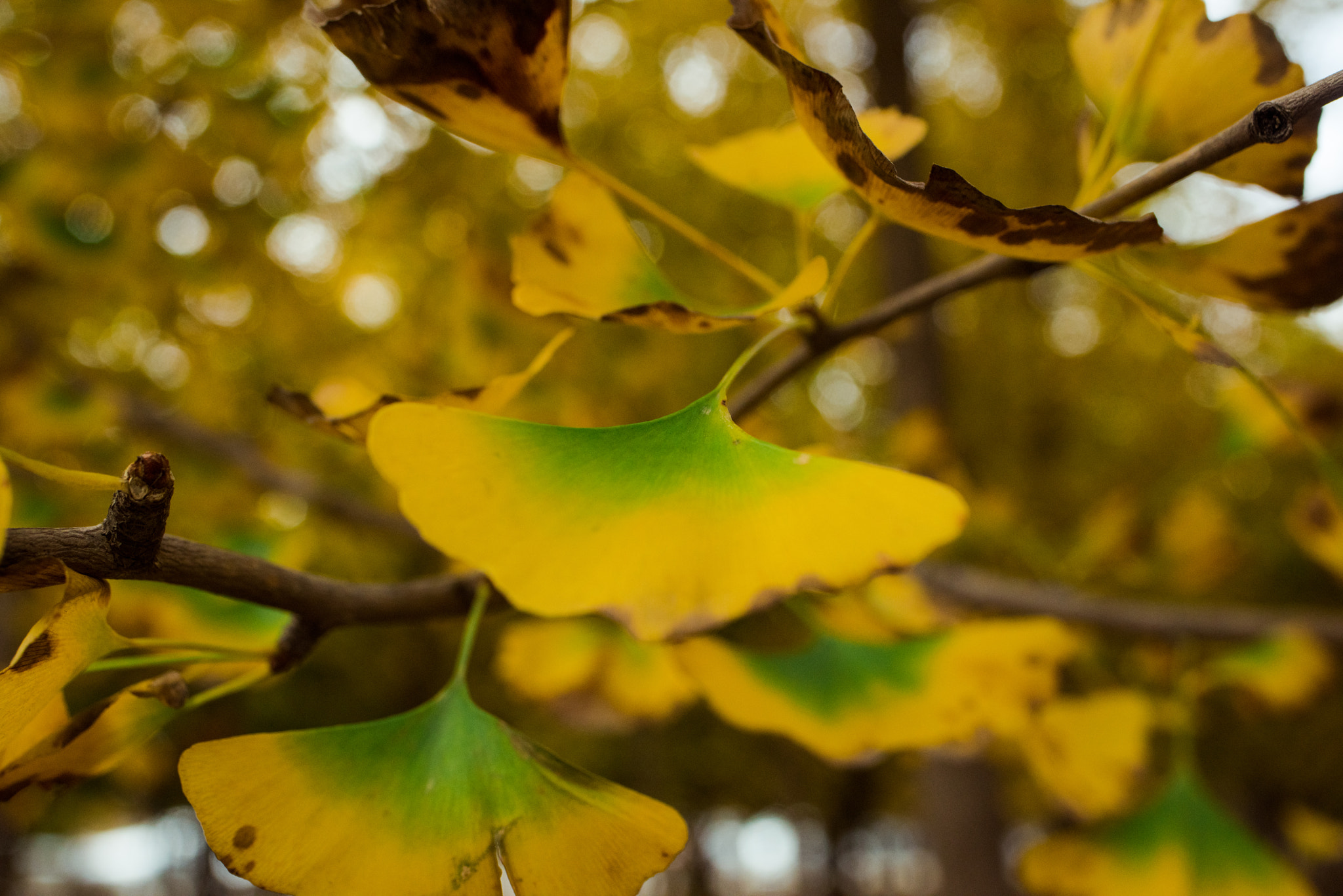 Tamron SP 35mm F1.8 Di VC USD sample photo. Autumn in beijing photography