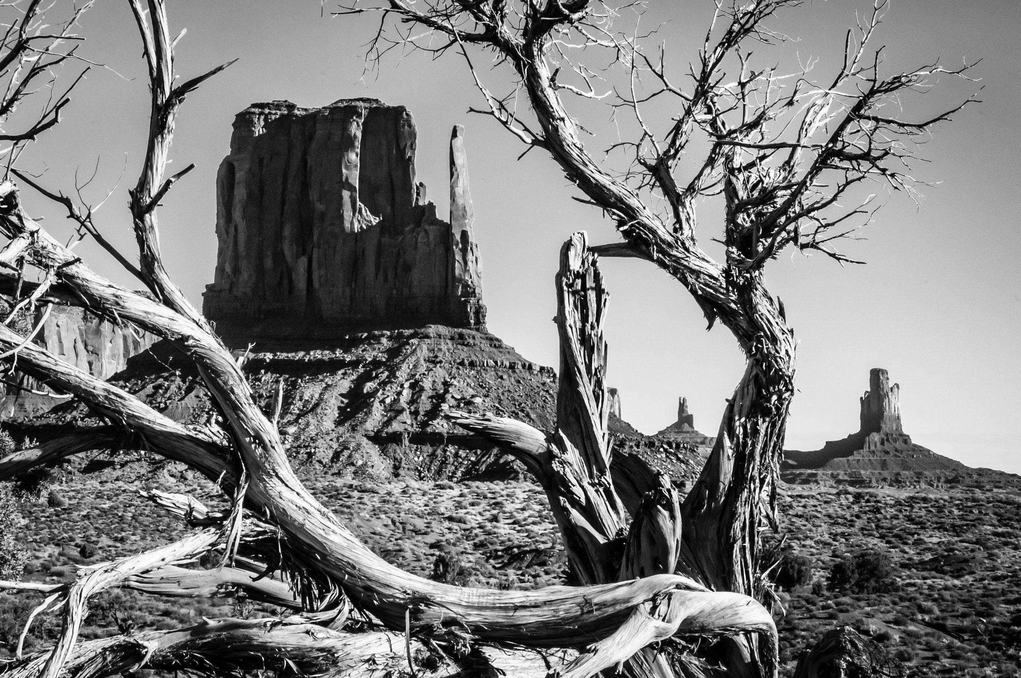 Nikon D300 sample photo. Monument valley tree photography