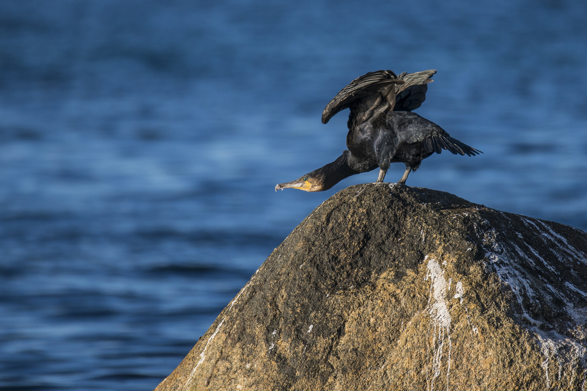 Sigma 150-600mm F5-6.3 DG OS HSM | S sample photo. Cormorant, phalacrocorax carbo photography