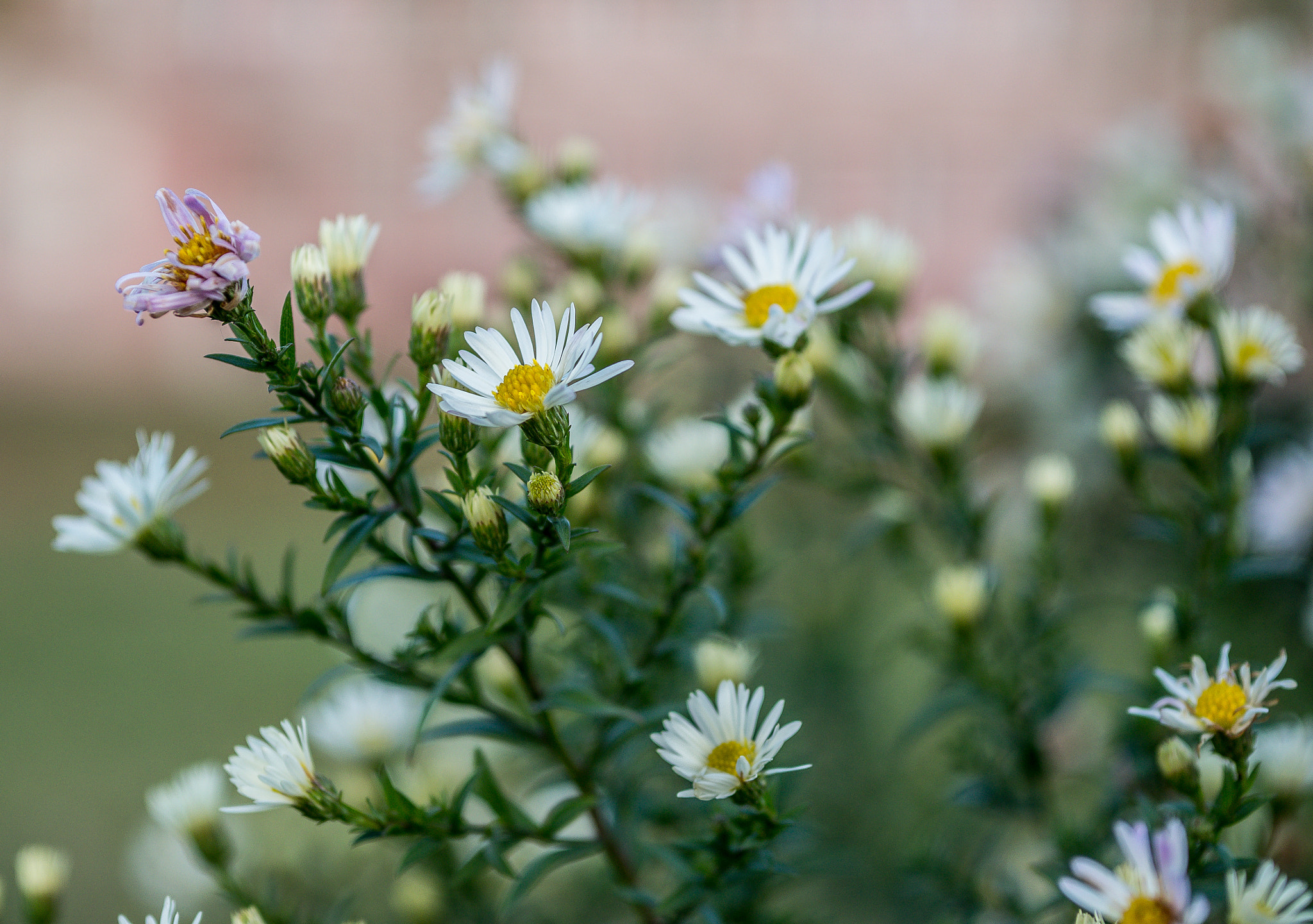 Olympus OM-D E-M10 + Sigma 60mm F2.8 DN Art sample photo. Sigma bokeh photography