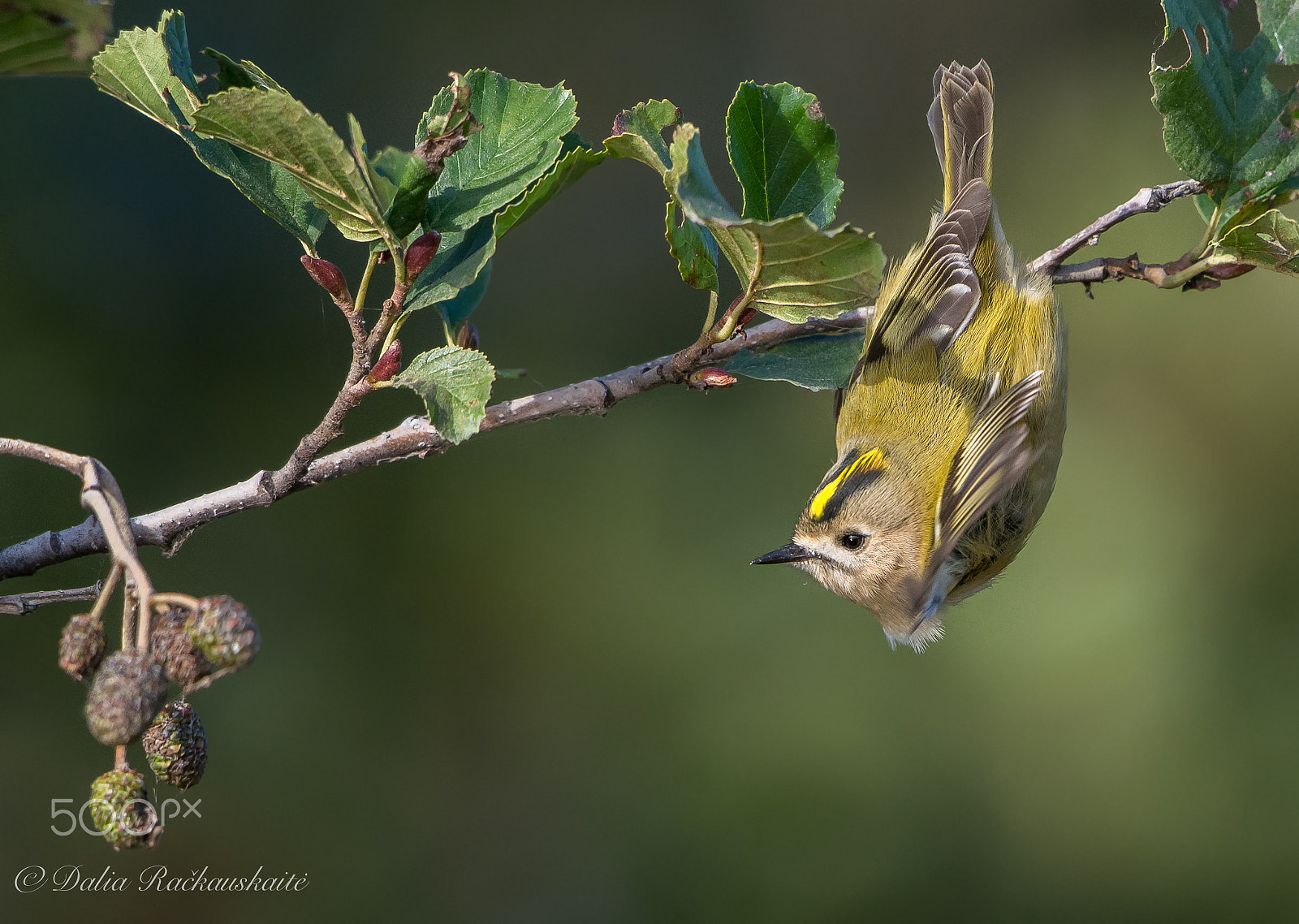 Nikon D7100 + Nikon AF-S Nikkor 500mm F4G ED VR sample photo. Dsc photography