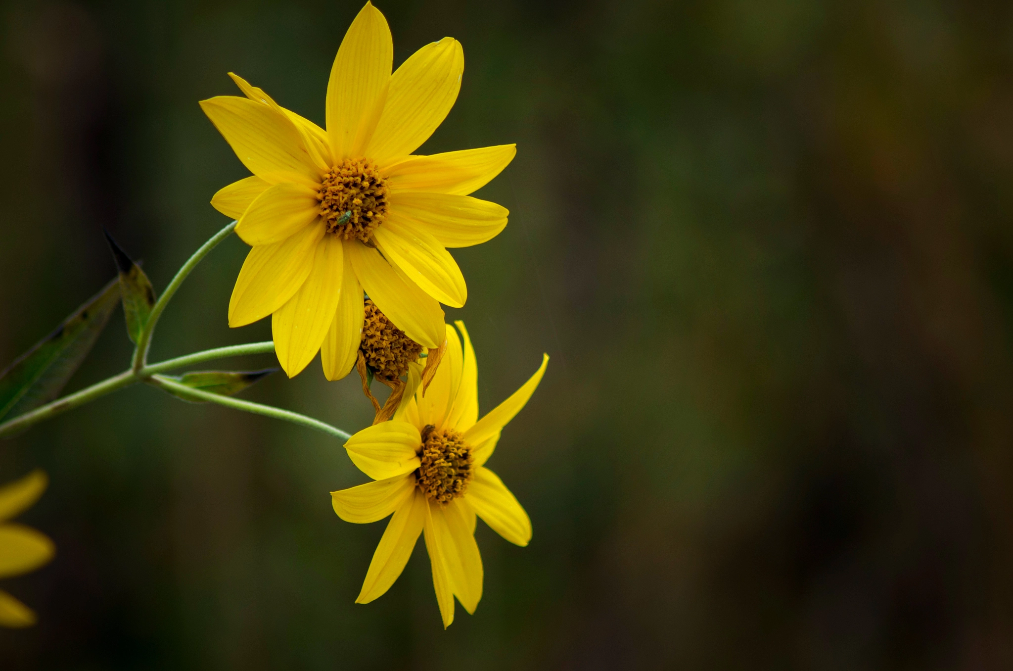 Pentax K-50 + Tamron AF 70-300mm F4-5.6 Di LD Macro sample photo. Autumn sunflower photography