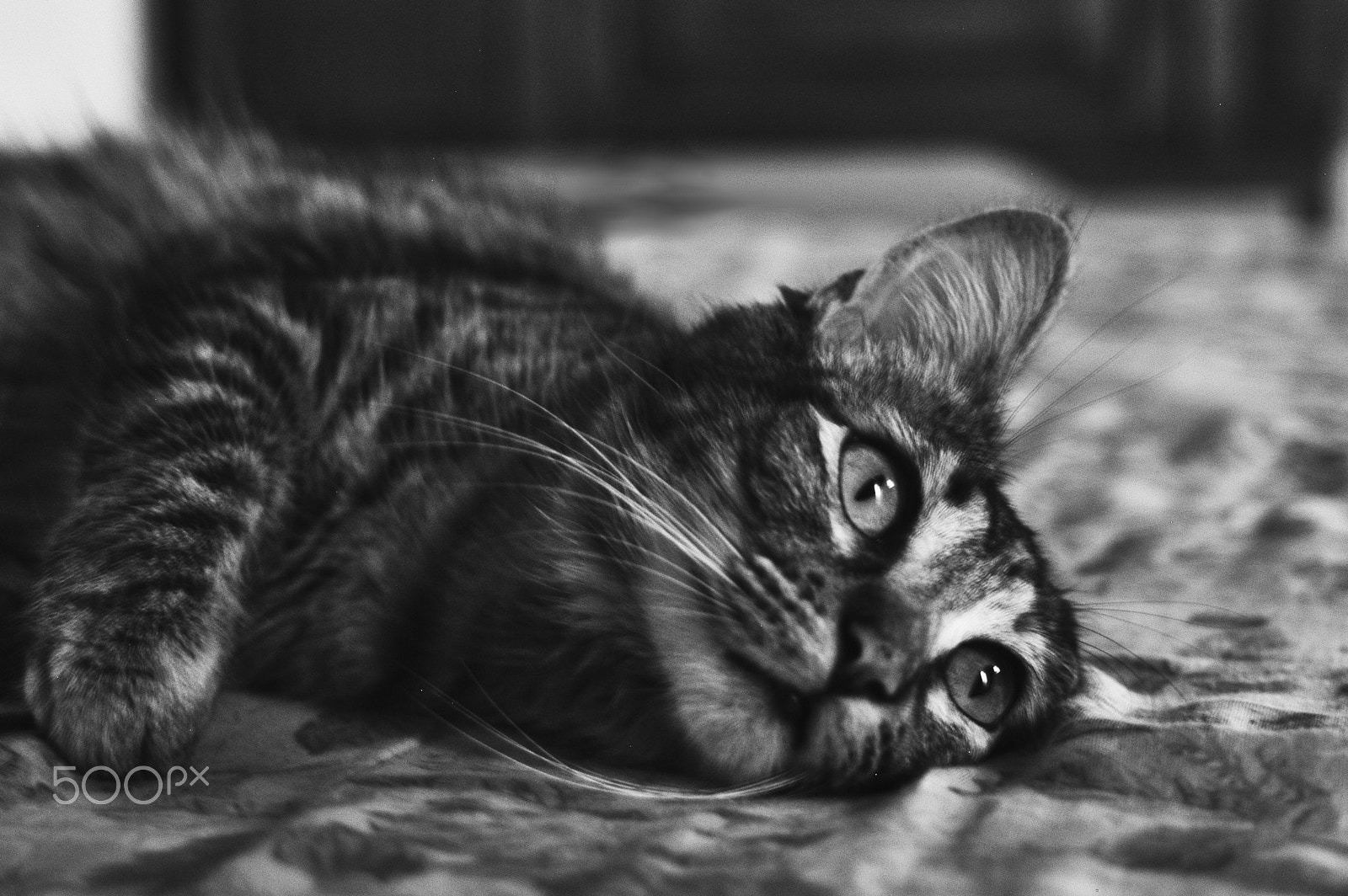 Nikon D100 sample photo. Cat photography