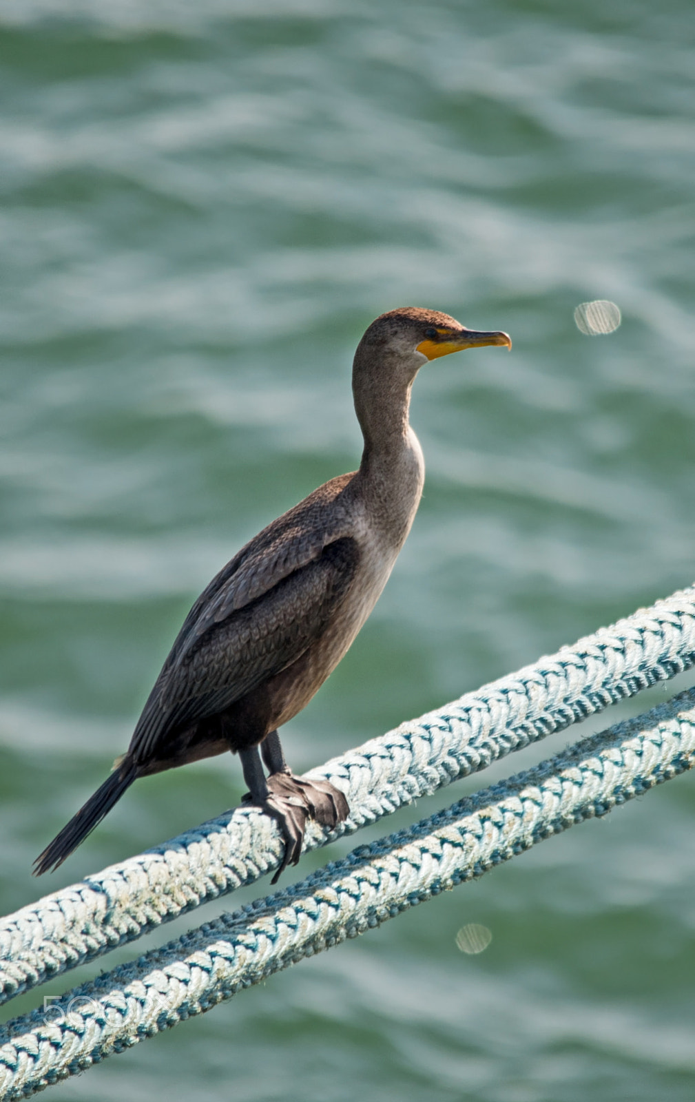 Sigma 150-500mm F5-6.3 DG OS HSM sample photo. Cormorant photography