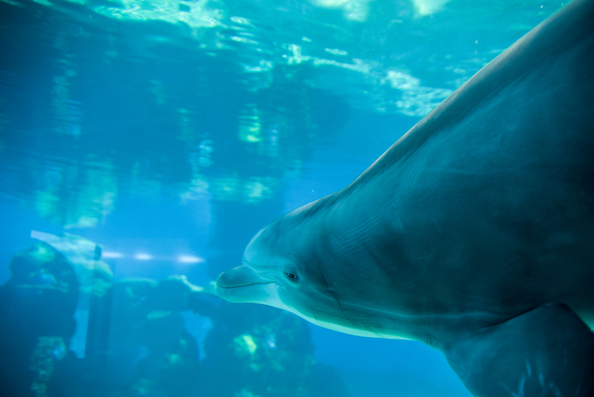Tamron AF 28-75mm F2.8 XR Di LD Aspherical (IF) sample photo. Dolphin passing by photography