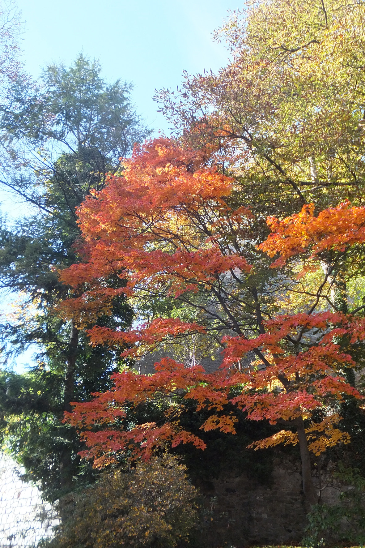 Fujifilm FinePix F660EXR sample photo. Autumn mood in graz photography