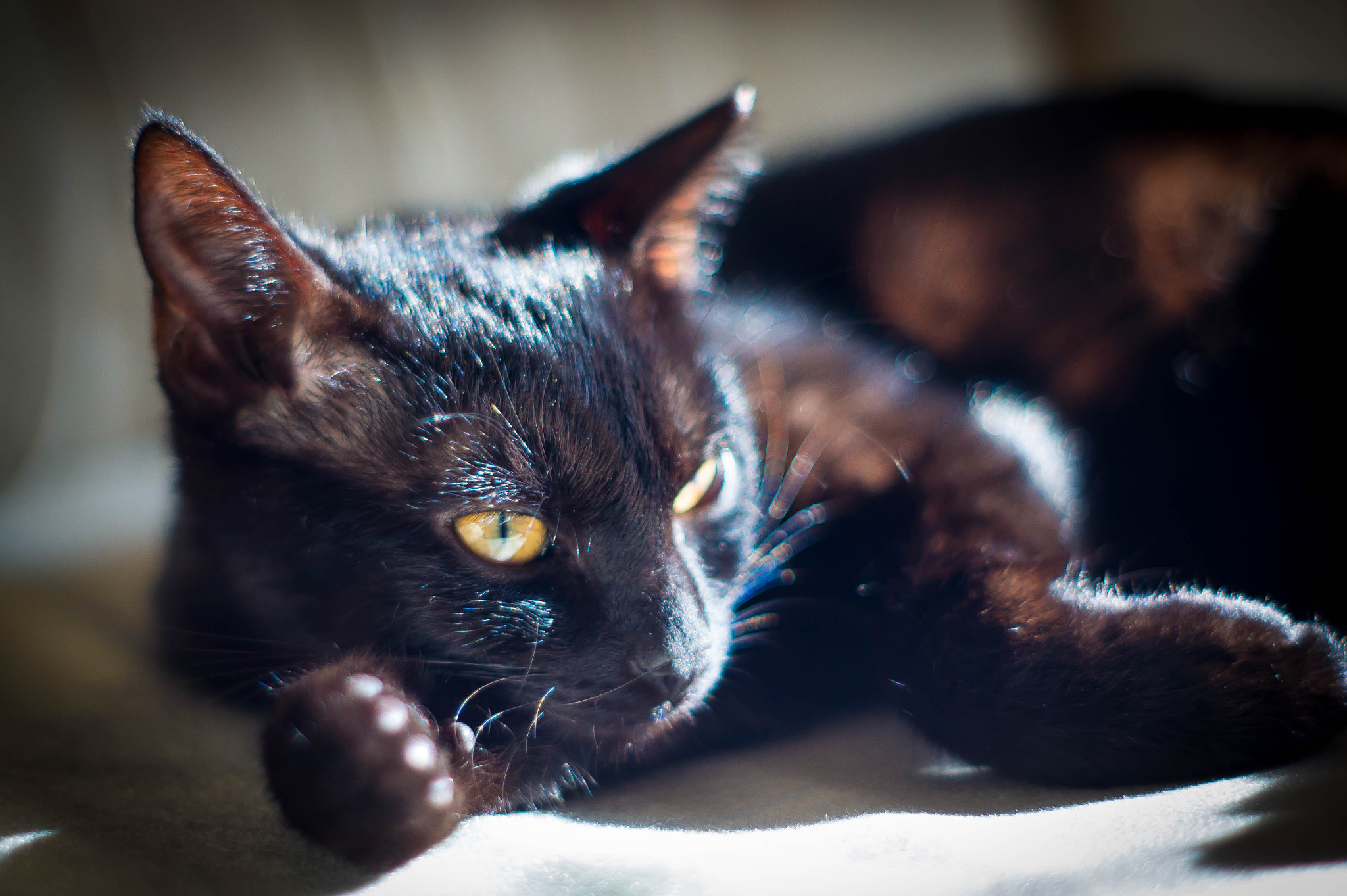Sony Alpha DSLR-A550 + Minolta AF 50mm F1.7 sample photo. ... photography