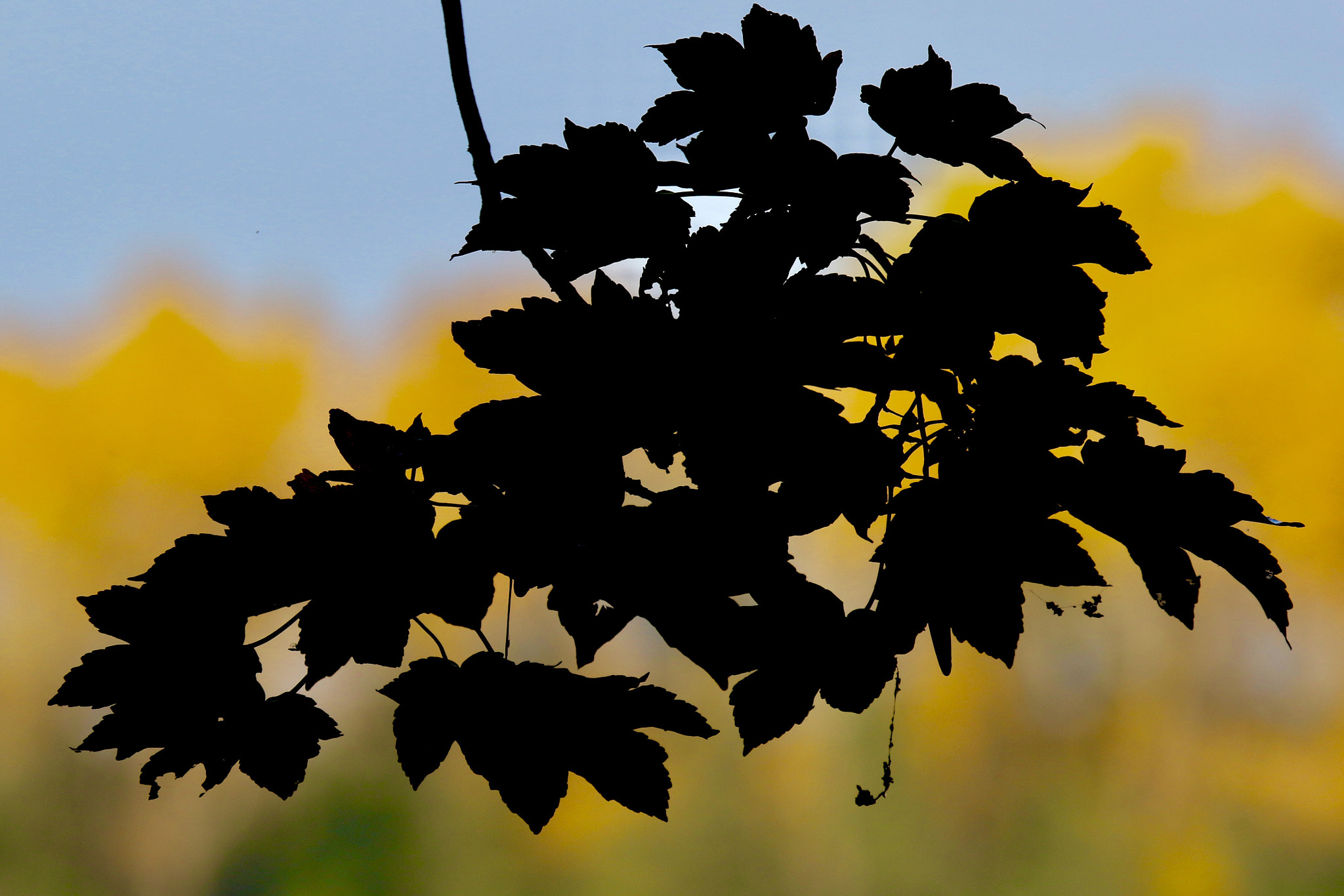 Canon EF 100-400mm F4.5-5.6L IS USM sample photo. Fall 1 photography