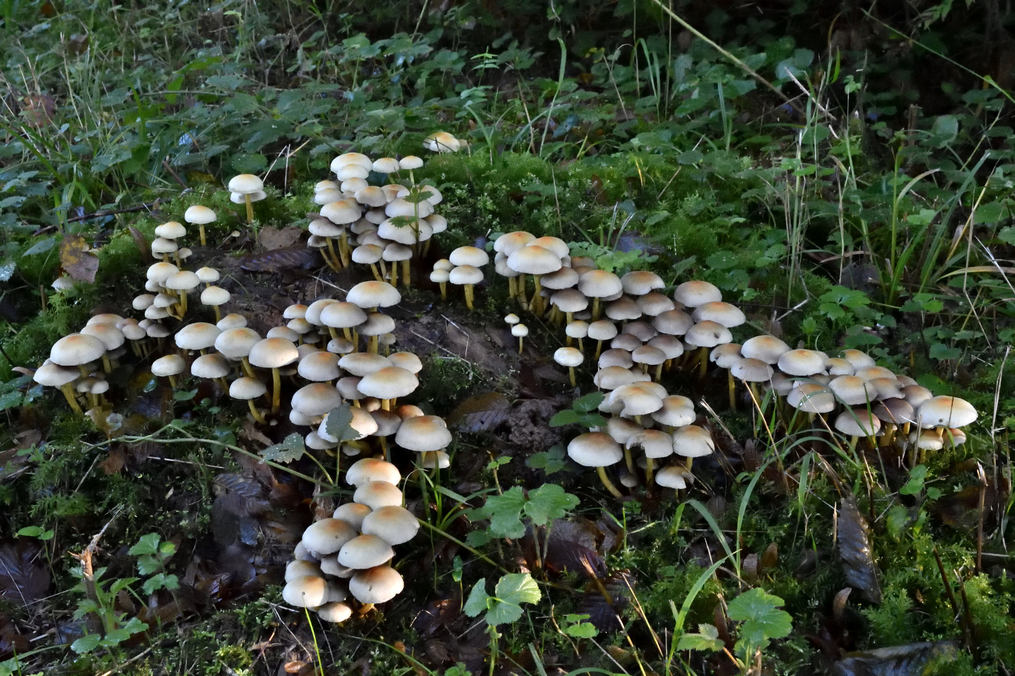 Nikon D500 sample photo. Champignons photography