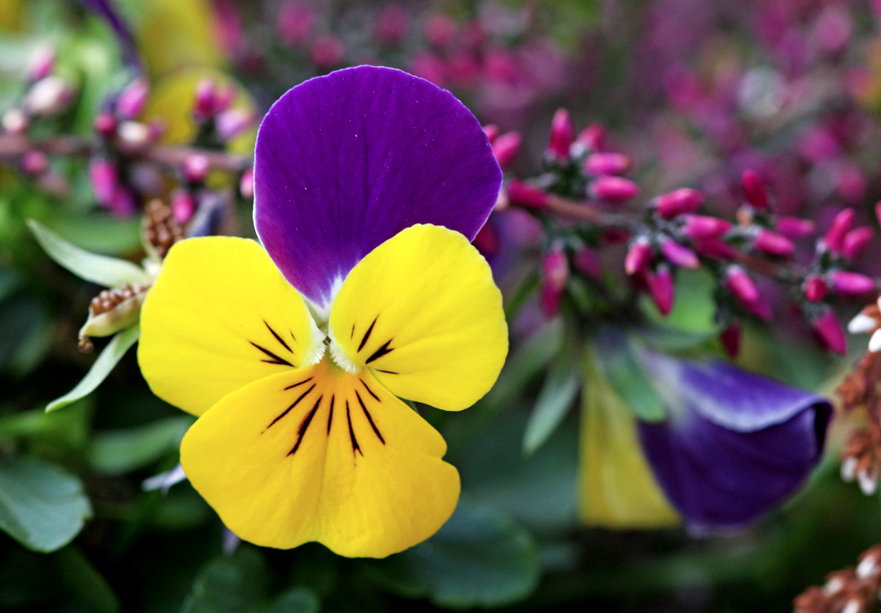 Canon EF 100mm F2.8 Macro USM sample photo. Autumn violet photography
