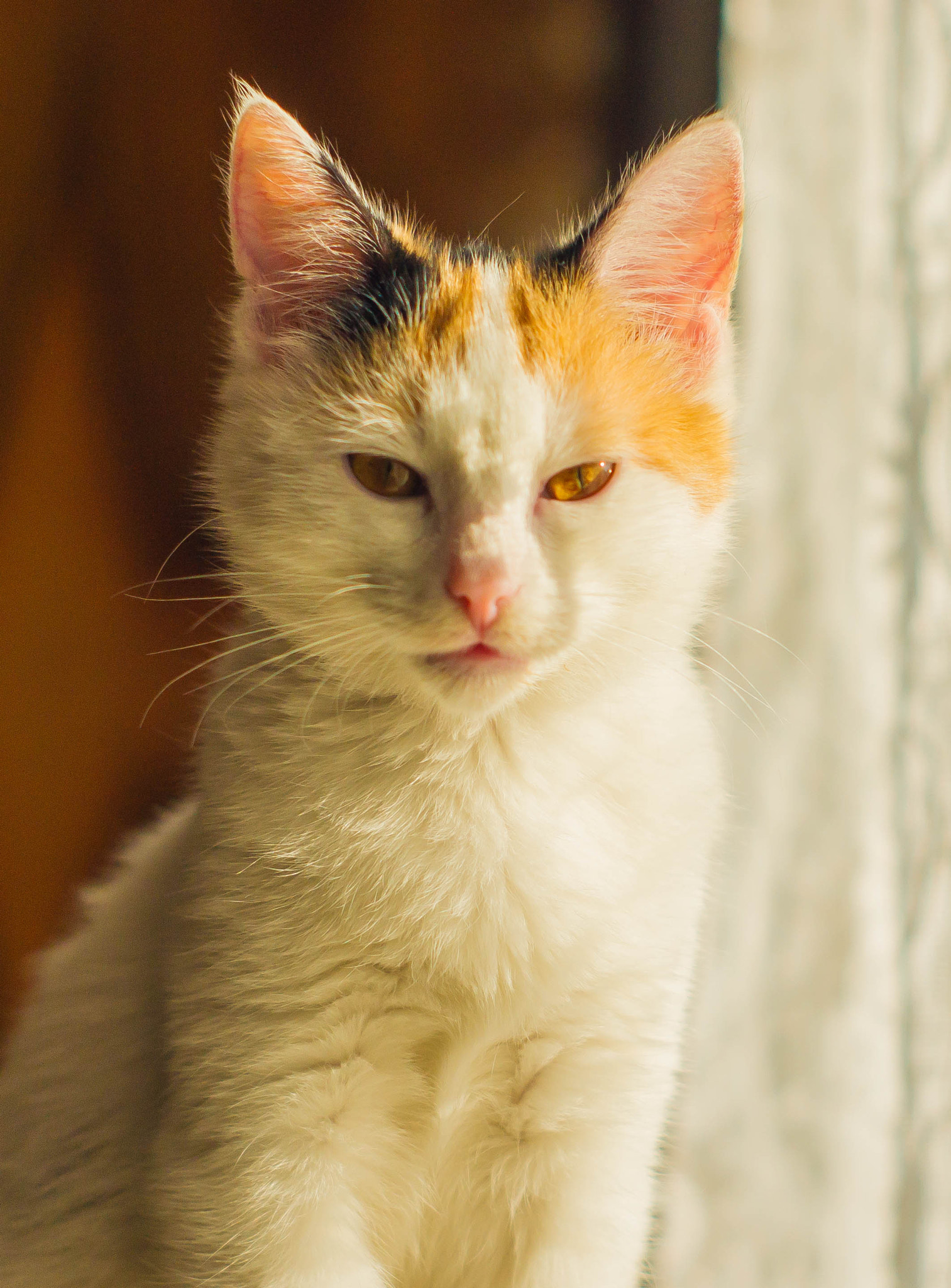 Sony Alpha DSLR-A550 + Minolta AF 50mm F1.7 sample photo. Malwina photography
