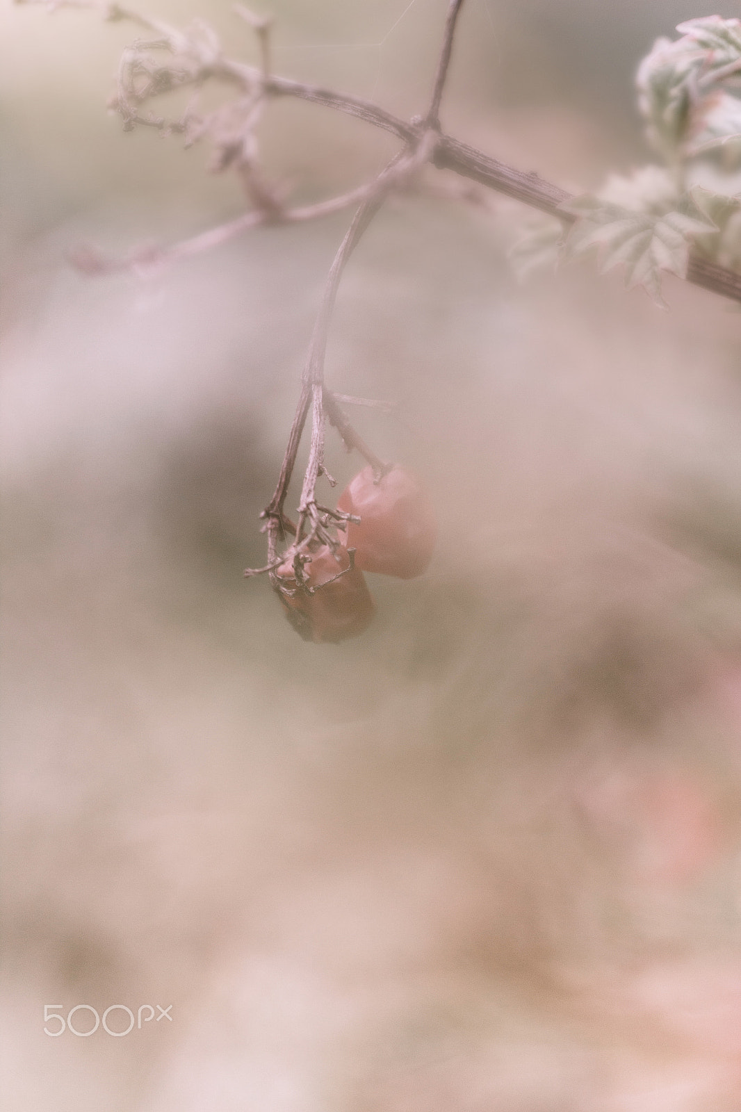Canon EF 35-80mm f/4-5.6 sample photo. Soft fog photography