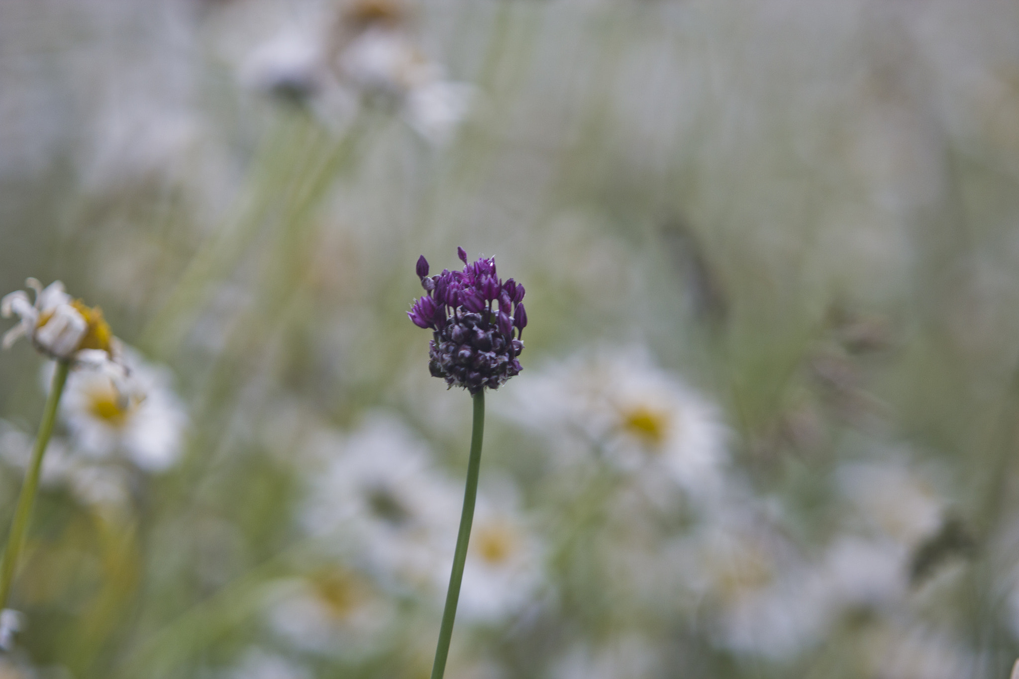 Canon EF 70-200mm F2.8L USM sample photo. Summer in bornholm photography