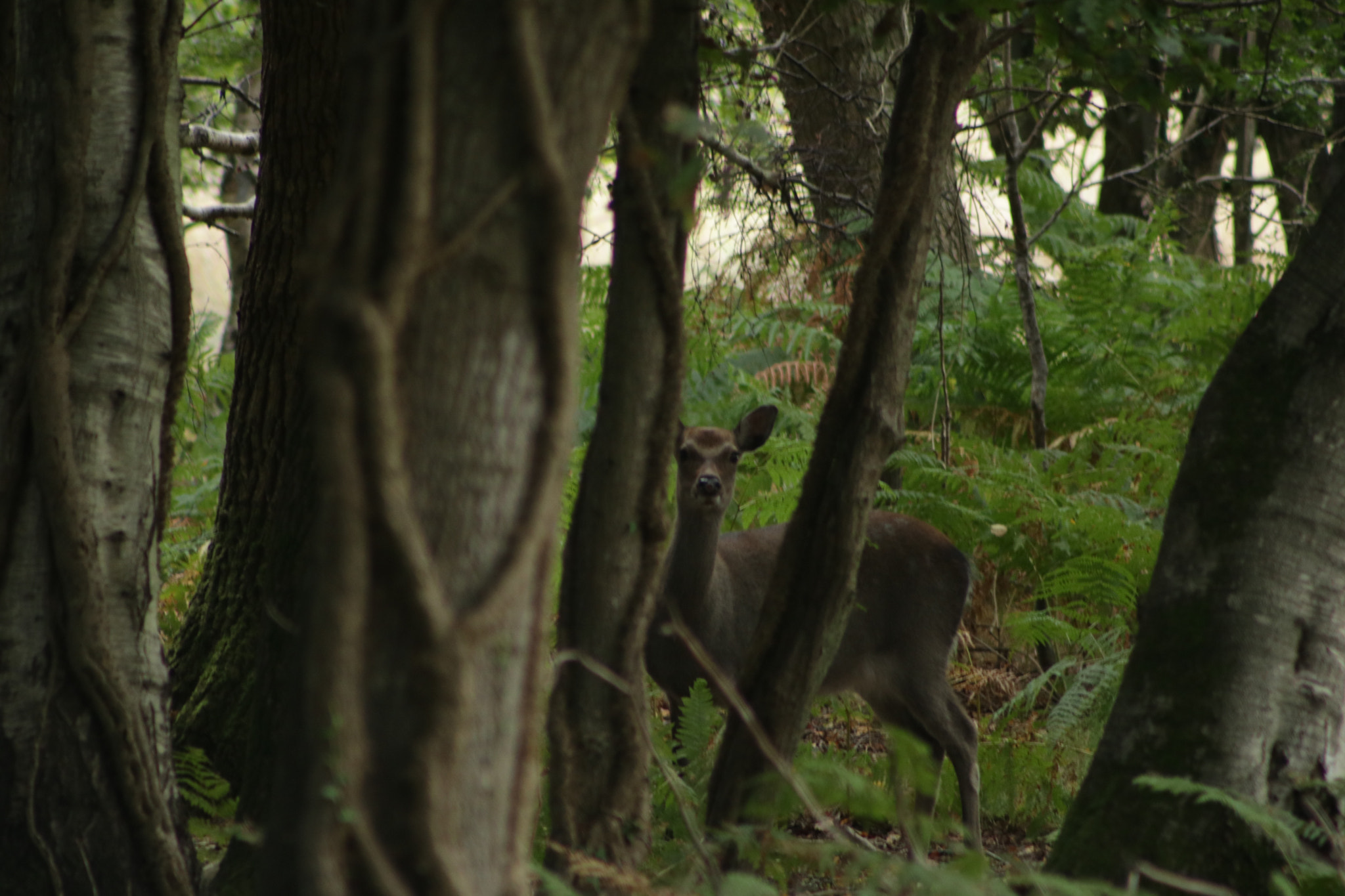 EF75-300mm f/4-5.6 sample photo. Deer in woodland photography