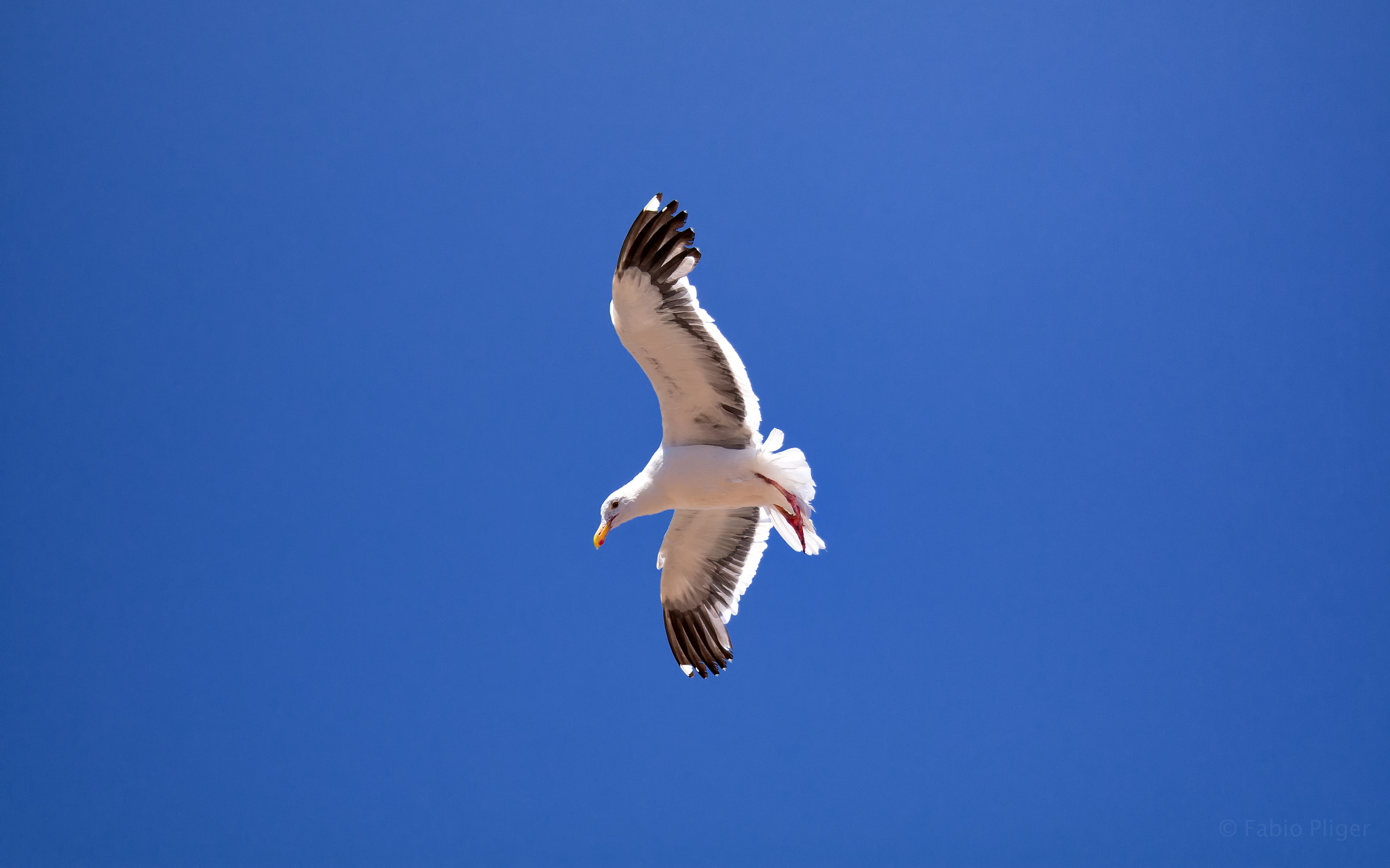 Samsung NX30 + Samsung NX 18-55mm F3.5-5.6 OIS sample photo. Flying high photography