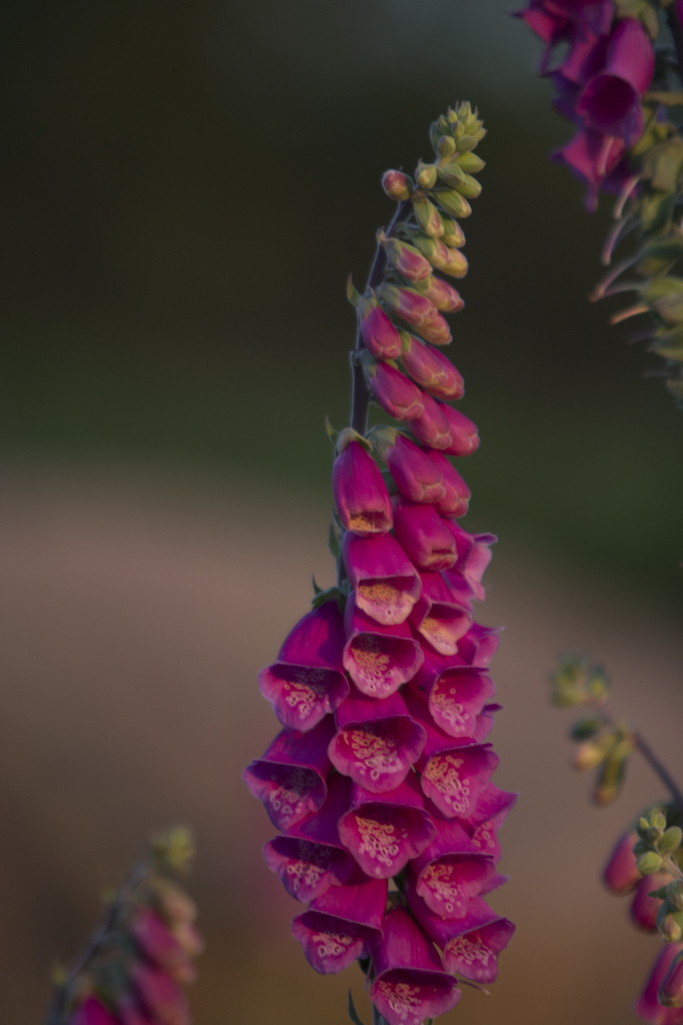 Canon EF 70-200mm F2.8L USM sample photo. Summer in bornholm photography