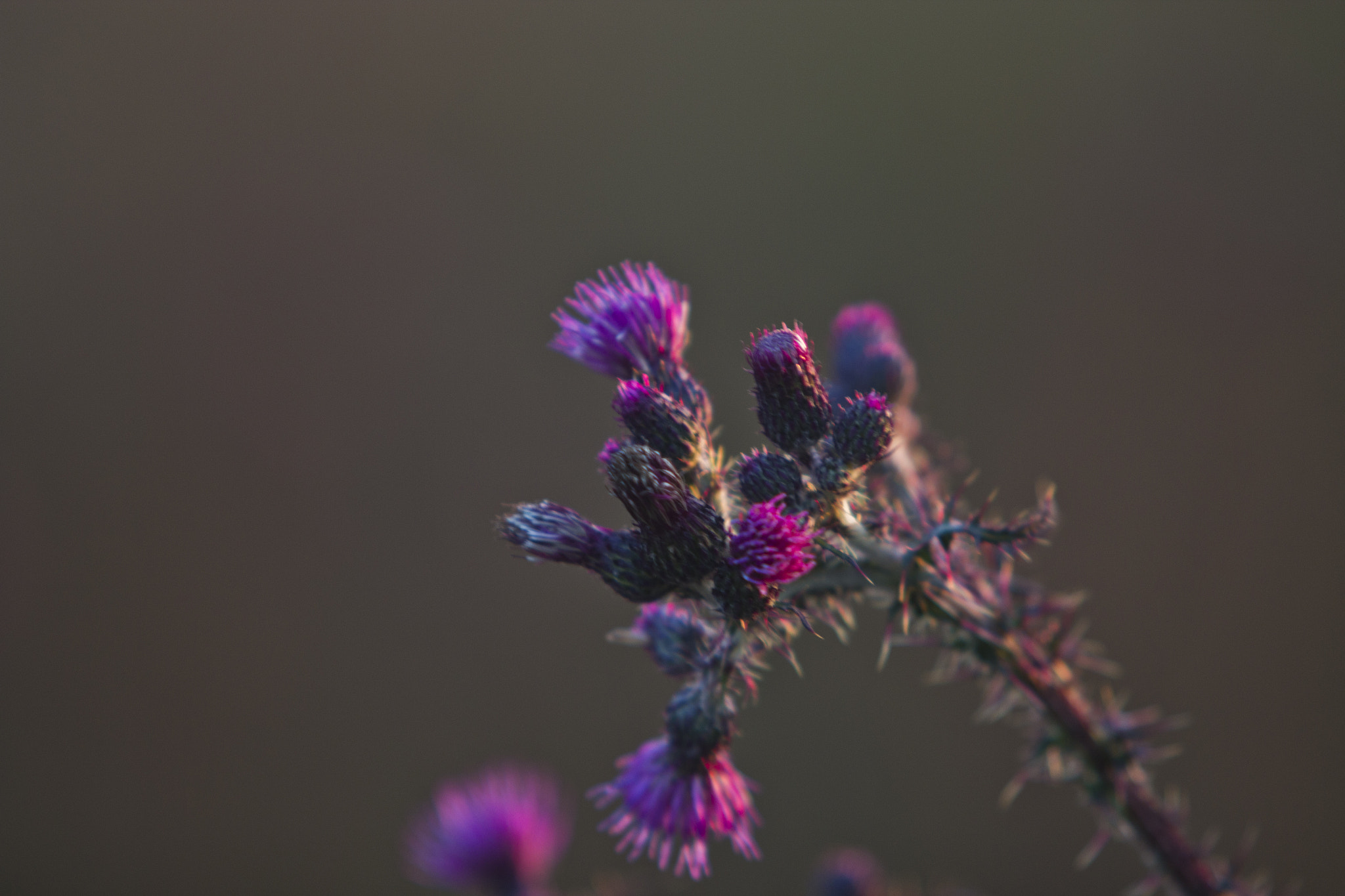 Canon EF 70-200mm F2.8L USM sample photo. Summer in bornholm photography