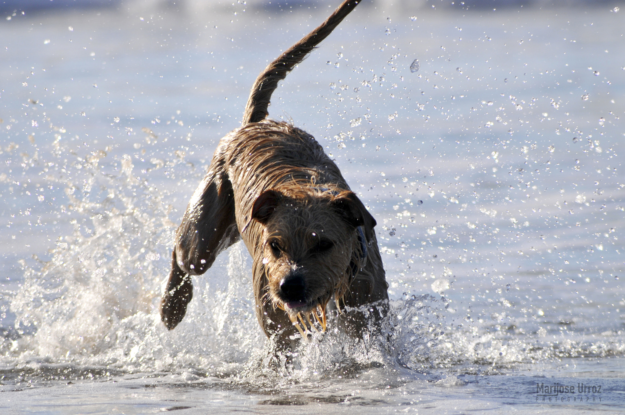 Nikon D300 sample photo. Taking a sea bath photography
