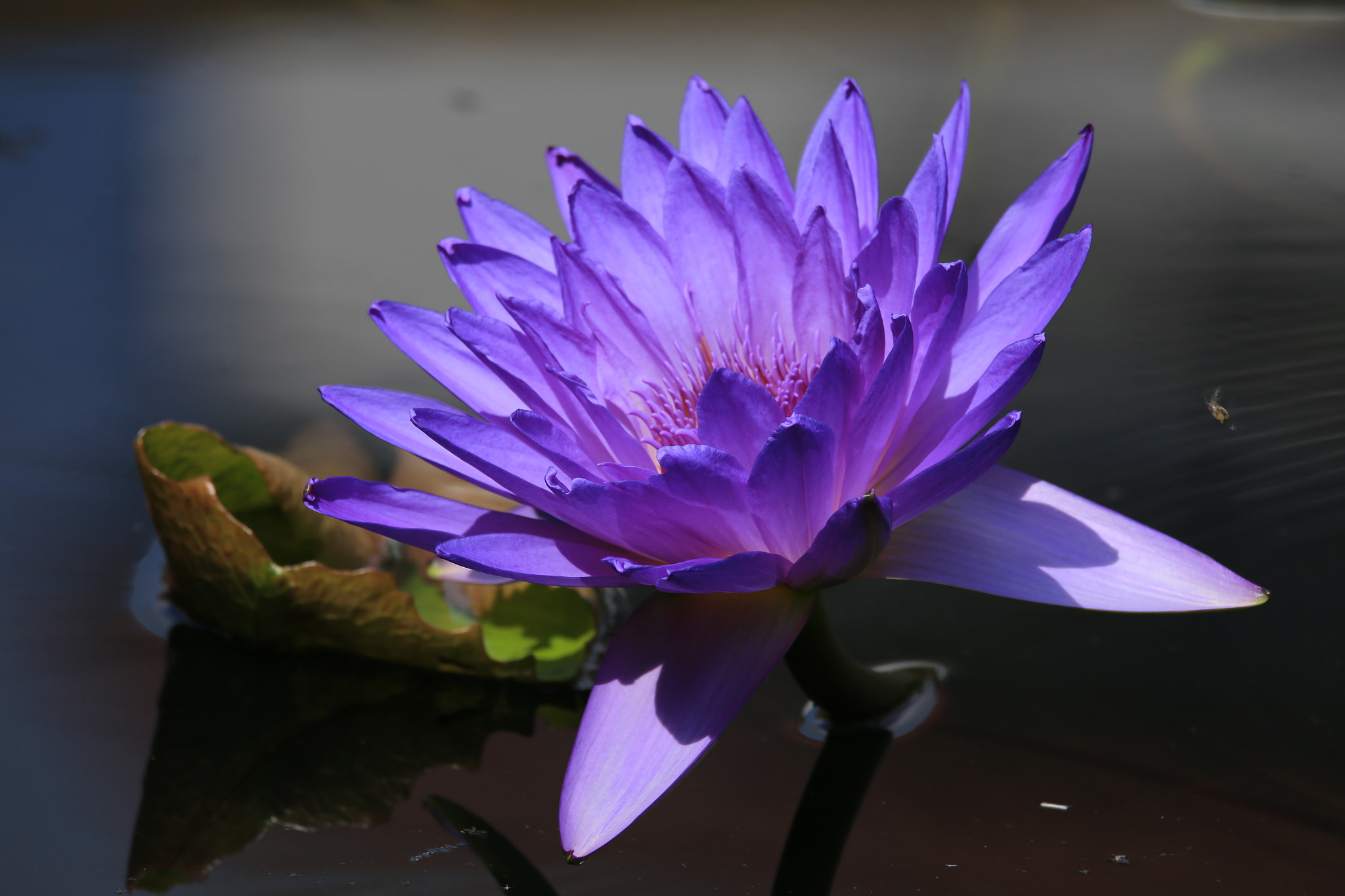 Sigma 150-600mm F5-6.3 DG OS HSM | C sample photo