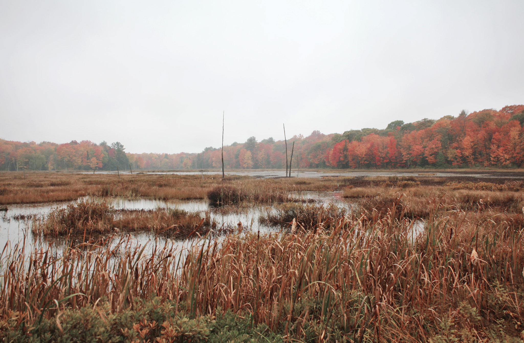 Canon EOS 5D Mark II + Canon EF 28-80mm f/3.5-5.6 USM IV sample photo. Misty meadows photography