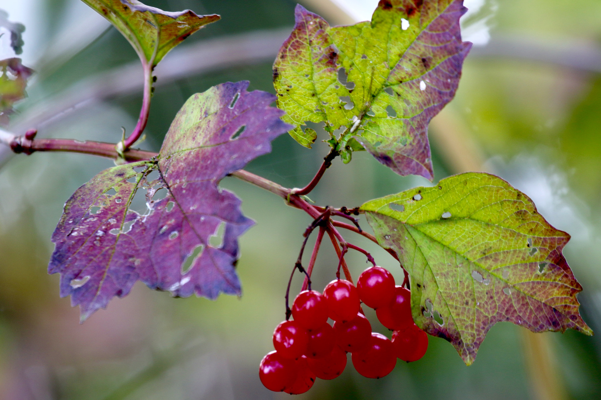 Canon EF 100-400mm F4.5-5.6L IS USM sample photo. Fall 2 photography