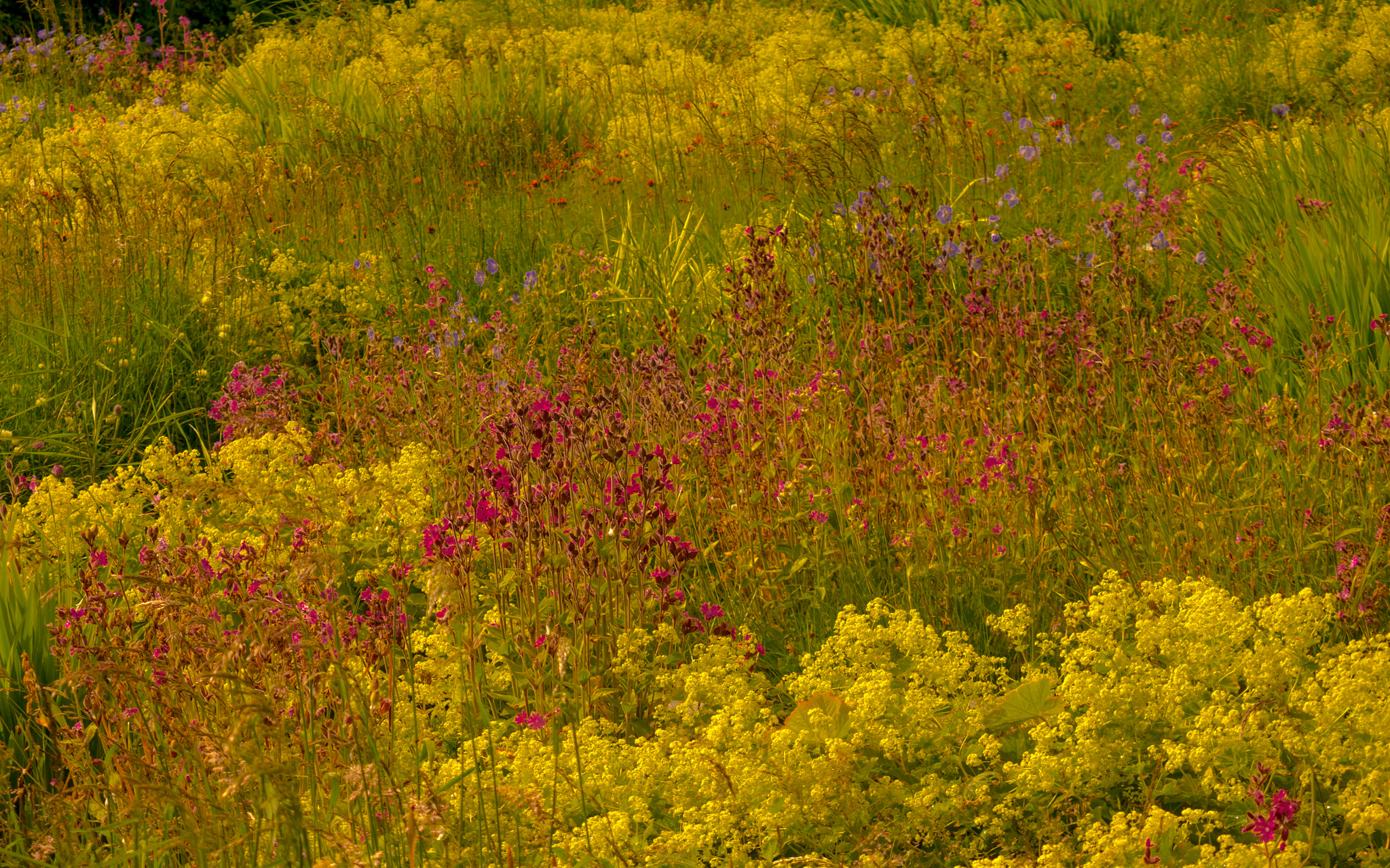 Panasonic Lumix DMC-GM1 sample photo. Marshy wildflower meadow photography