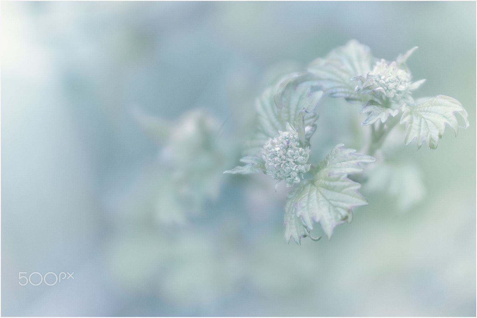 Canon EF 35-80mm f/4-5.6 sample photo. Still photography