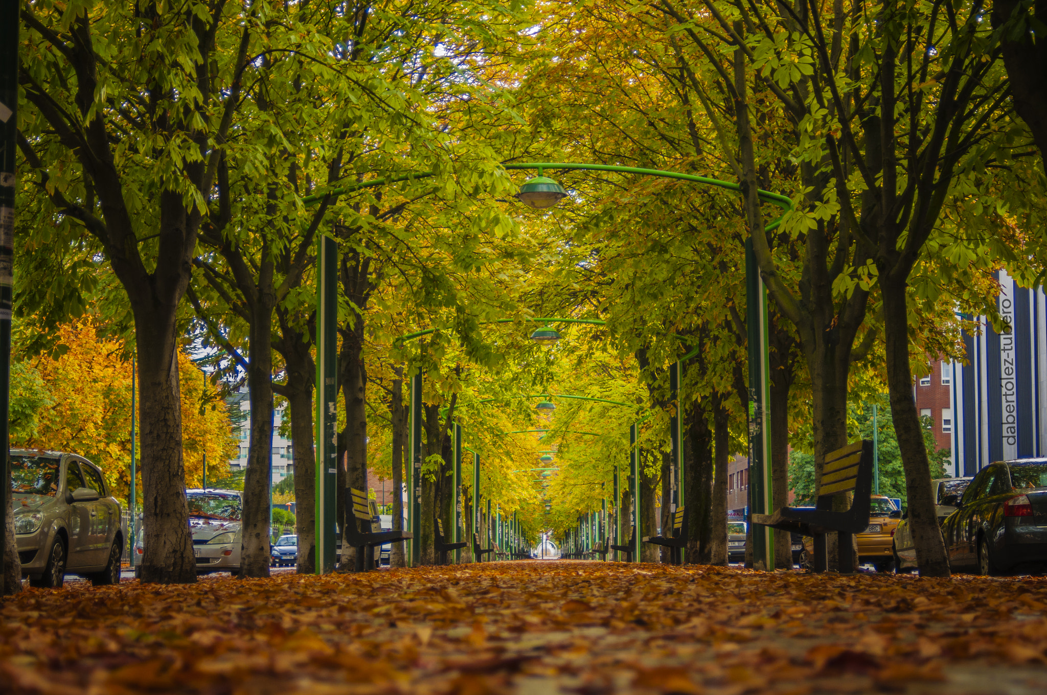 AF Zoom-Nikkor 28-80mm f/3.3-5.6G sample photo. José aguado en otoño desde el suelo photography