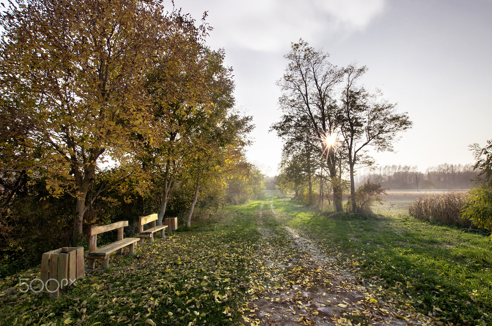 Nikon D5100 + Sigma 10-20mm F3.5 EX DC HSM sample photo. Fifty shades of autumn photography