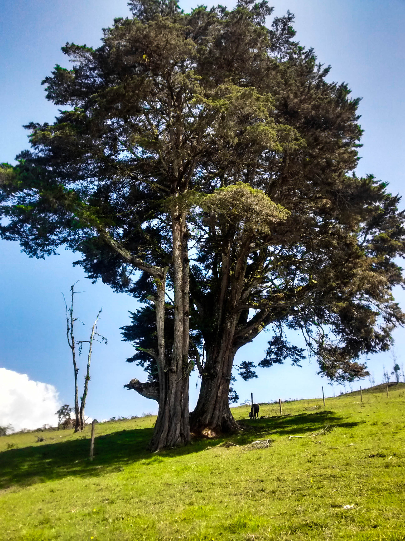 Motorola Moto G with 4G LTE (1st Gen) sample photo. Tree photography