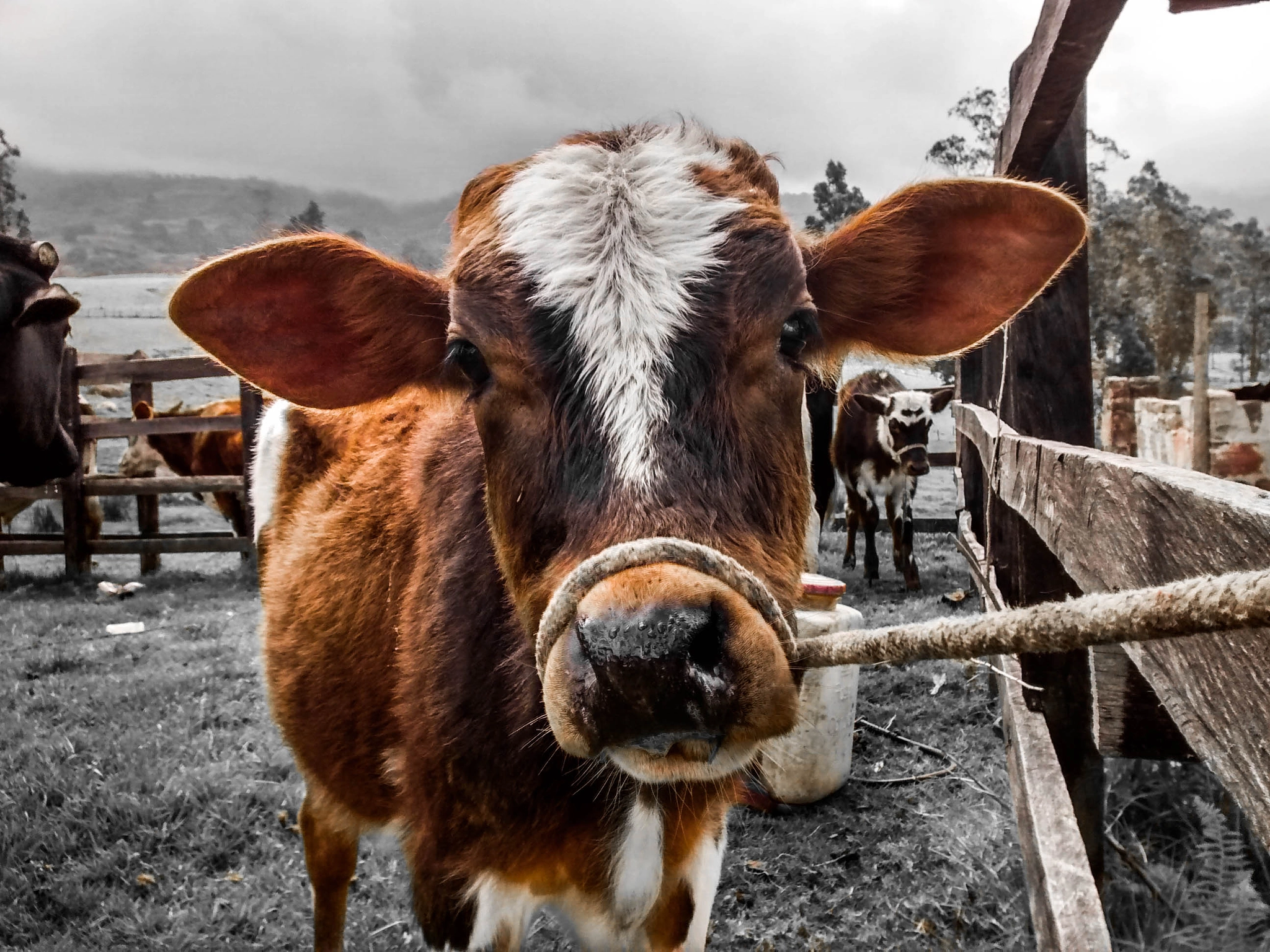 Motorola Moto G with 4G LTE (1st Gen) sample photo. Calf photography