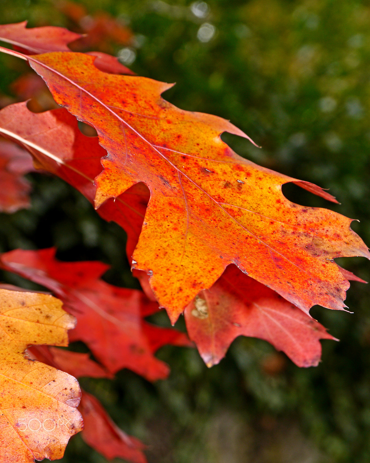 Panasonic Lumix DMC-G3 sample photo. Leaves in autumn photography