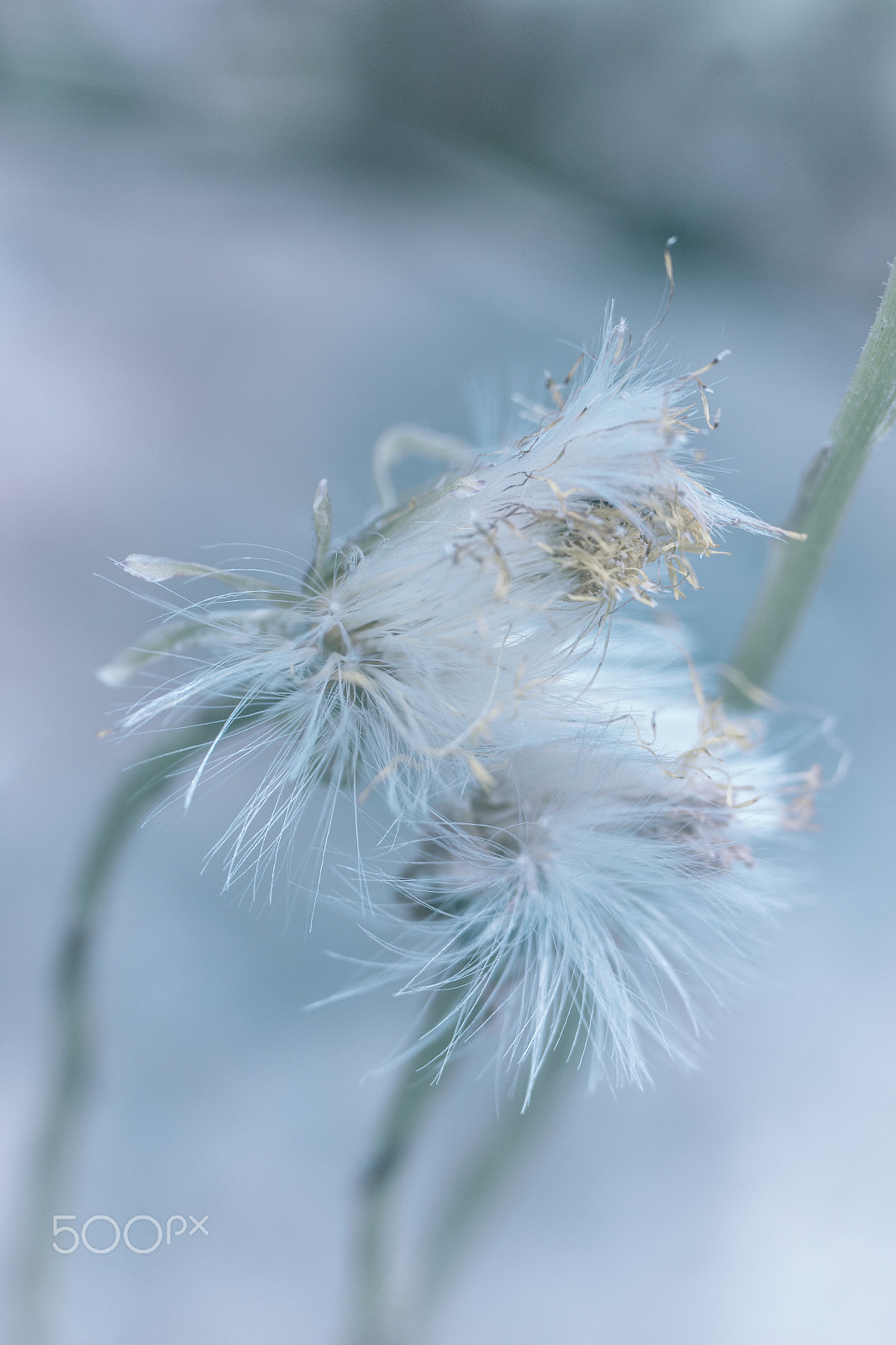 Canon EF 35-80mm f/4-5.6 sample photo. After rain photography