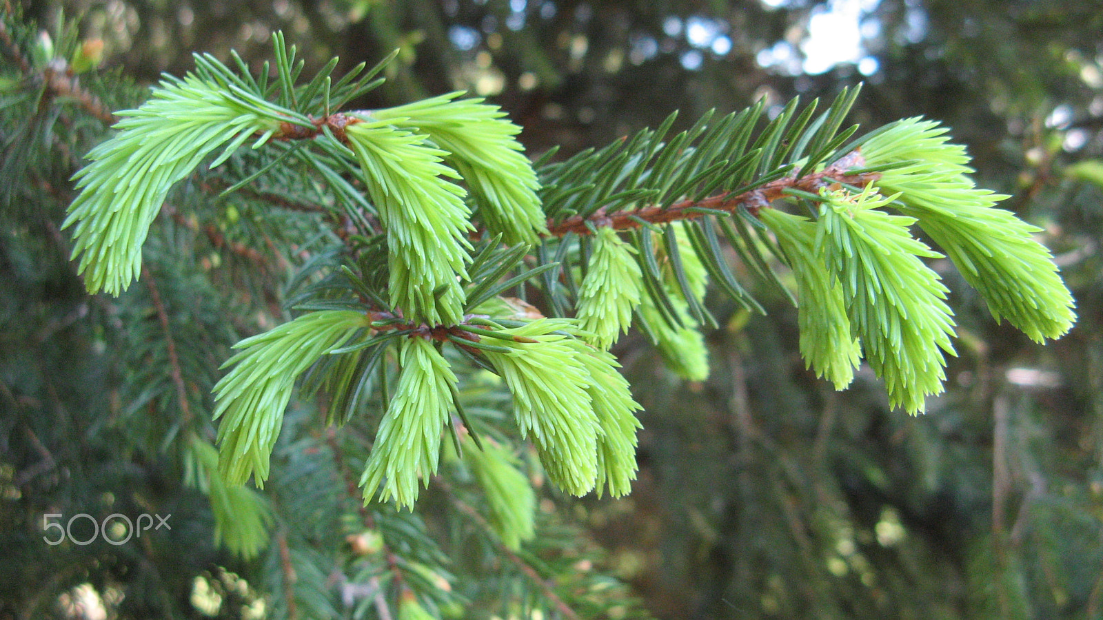 Canon POWERSHOT A710 IS sample photo. Pine buds photography