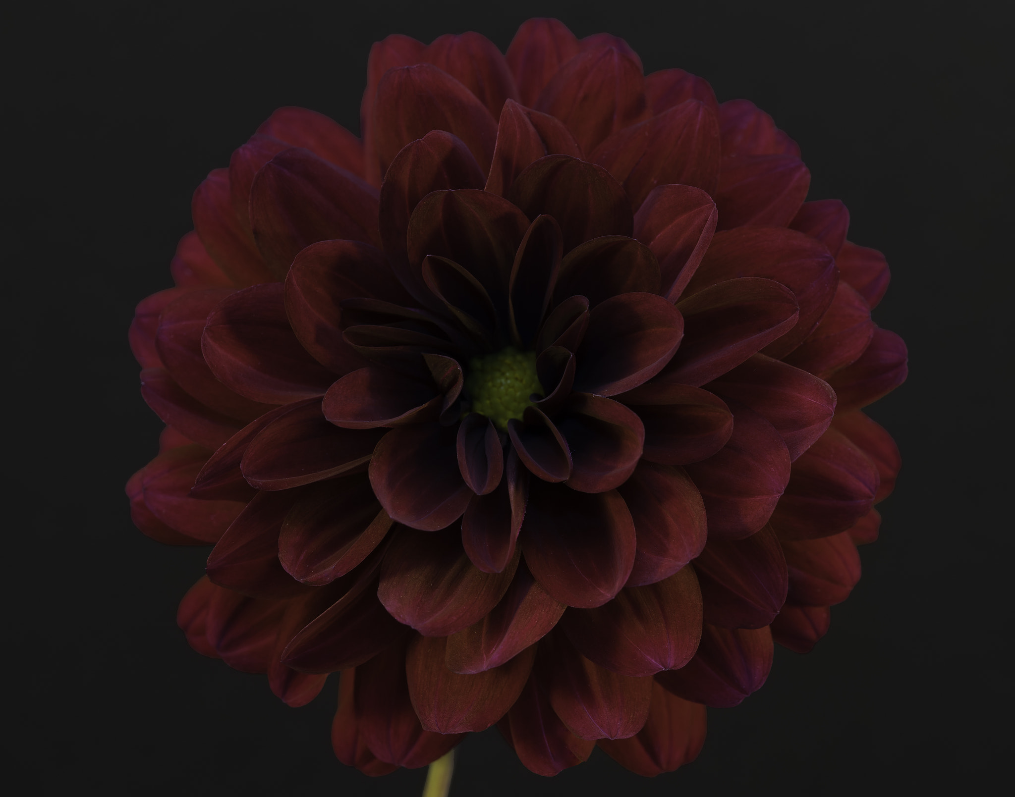 Sony a7 sample photo. Red fall dahlia. photography