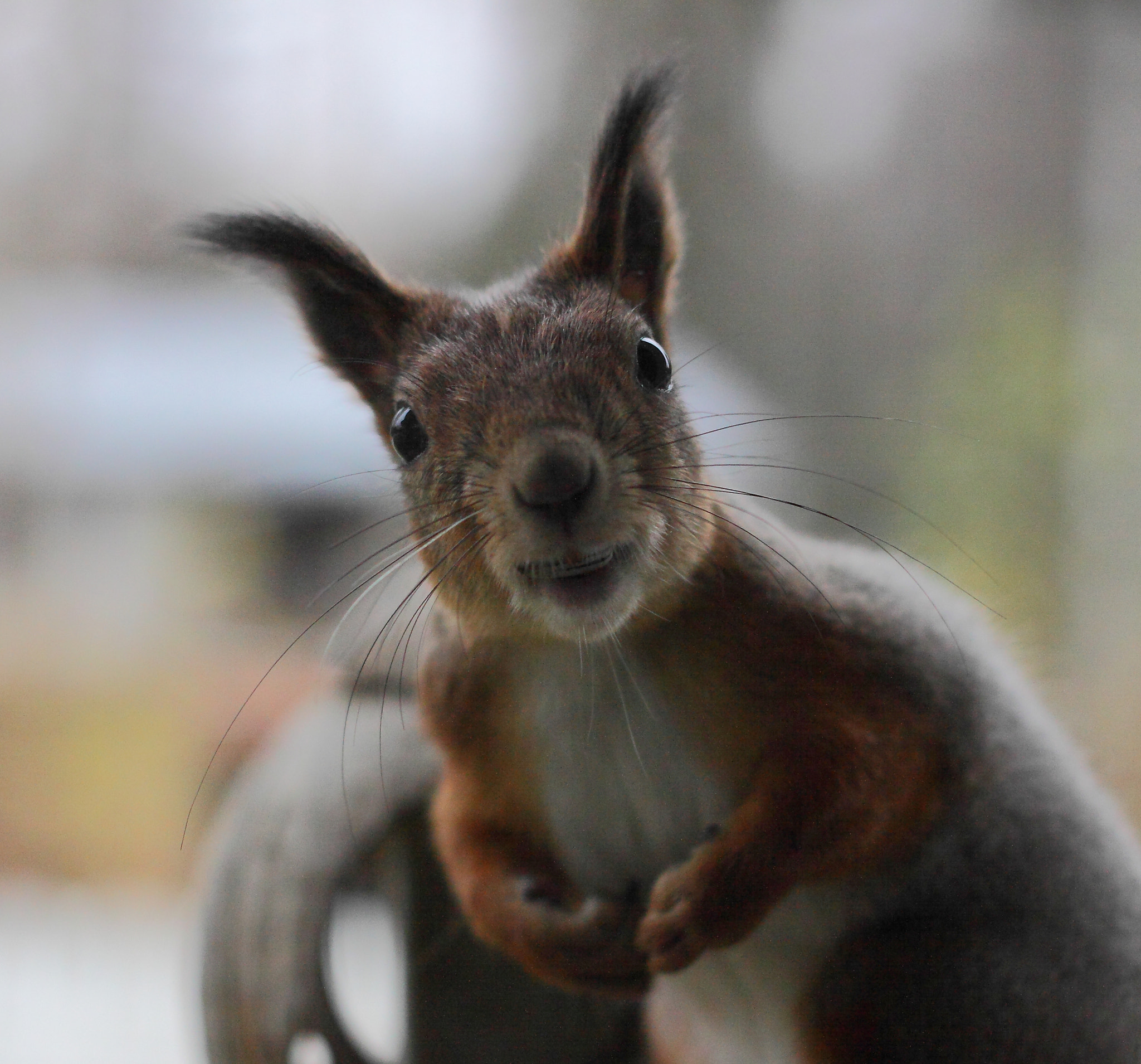 Canon 50mm sample photo. Excuse me! would allow me nuts photography