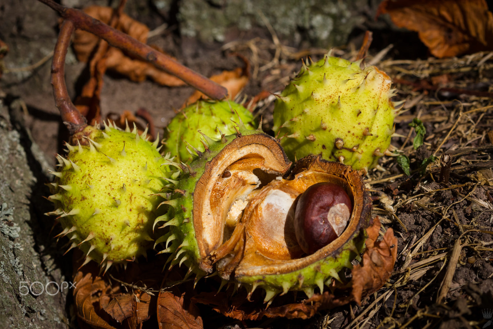 Sigma 105mm F2.8 EX DG OS HSM sample photo. Autumn photography